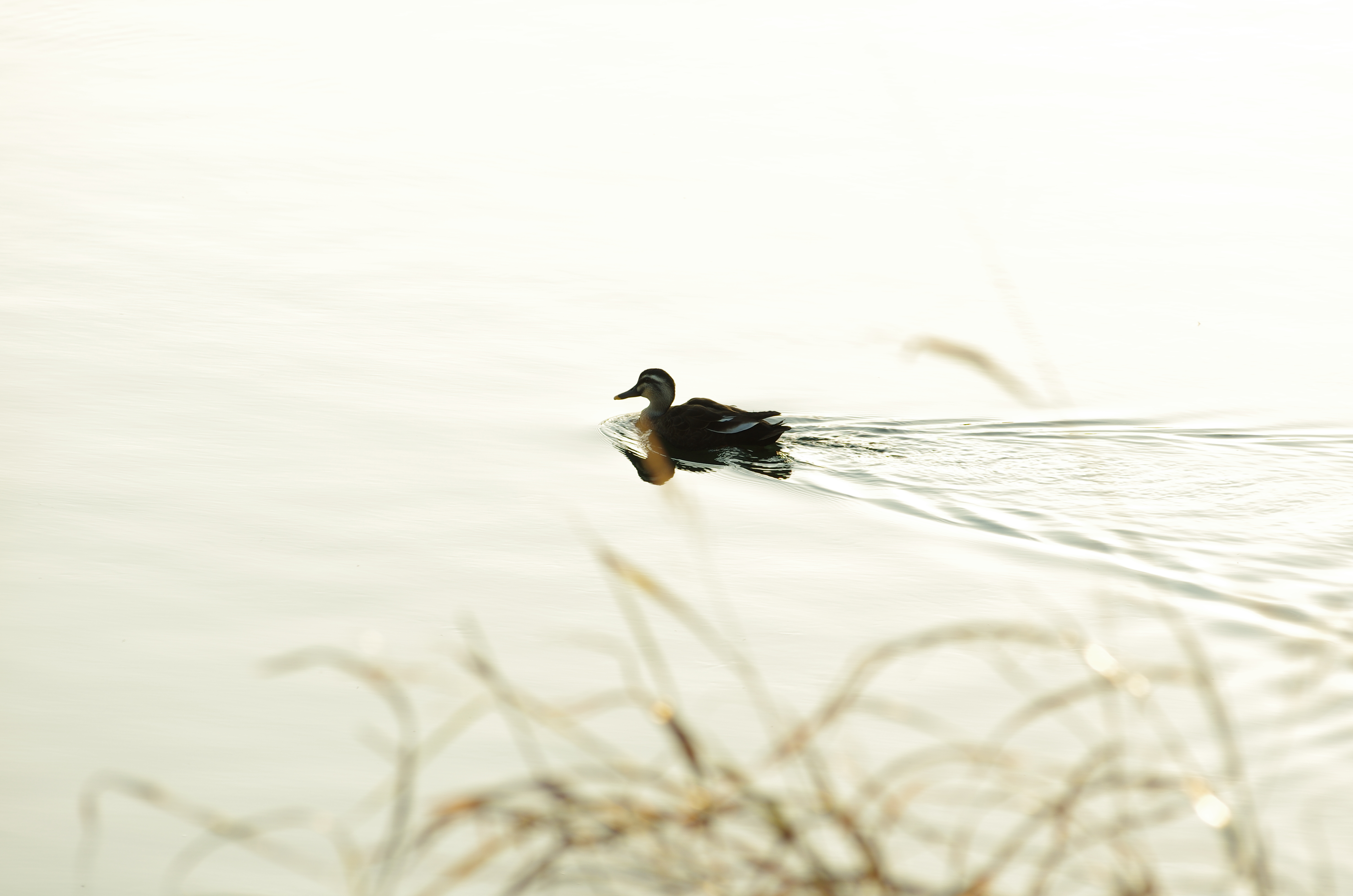 シャドウになっている鴨の羽の質感再現もさることながら、JPEG撮影にも関わらず、反射する水面のトーンや風が作る極細かい波が飛んでいないことに注目したい。PENTAX K-5 IIs / DA★60-250mm F4 ED [IF] SDM / 約4.4MB / 4,928×3,264 / 1/100秒 / F5.6 / 0EV / ISO100 / シャッター&amp;絞り優先 / WB：曇天 / 250mm