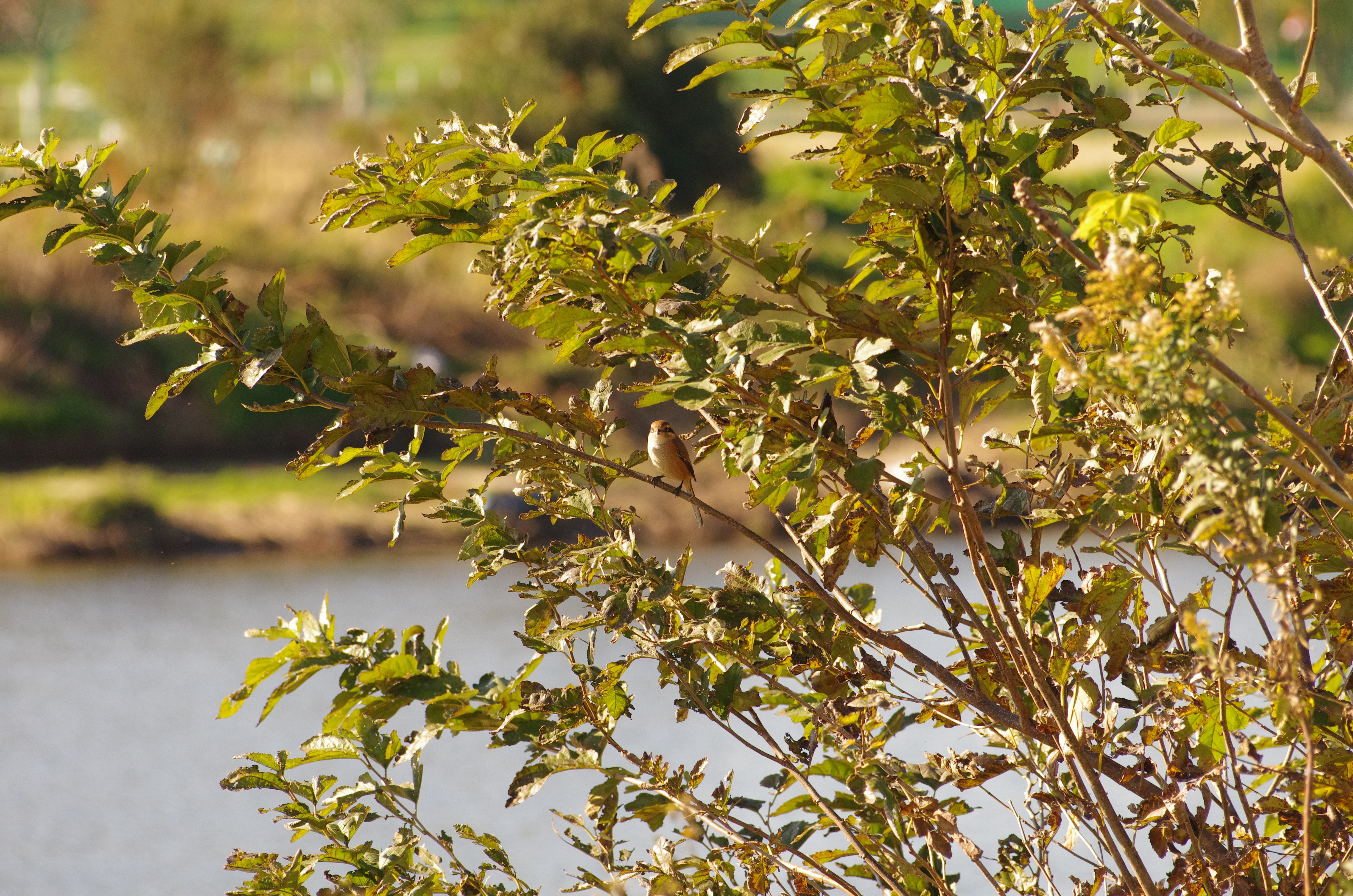 鳩を狙っている最中に百舌の声が聞こえたので、その声の方向をレンズで覗き、見つけて撮ったショット。少し前ピンで、感度ももう少し下げればよかった。PENTAX K-5 IIs / DA★60-250mm F4 ED [IF] SDM / 約9.8MB / 4,928×3,264 / 1/2000秒 / F5.6 / 0EV / ISO1250 / シャッター&amp;絞り優先 / WB：日陰 / 250mm