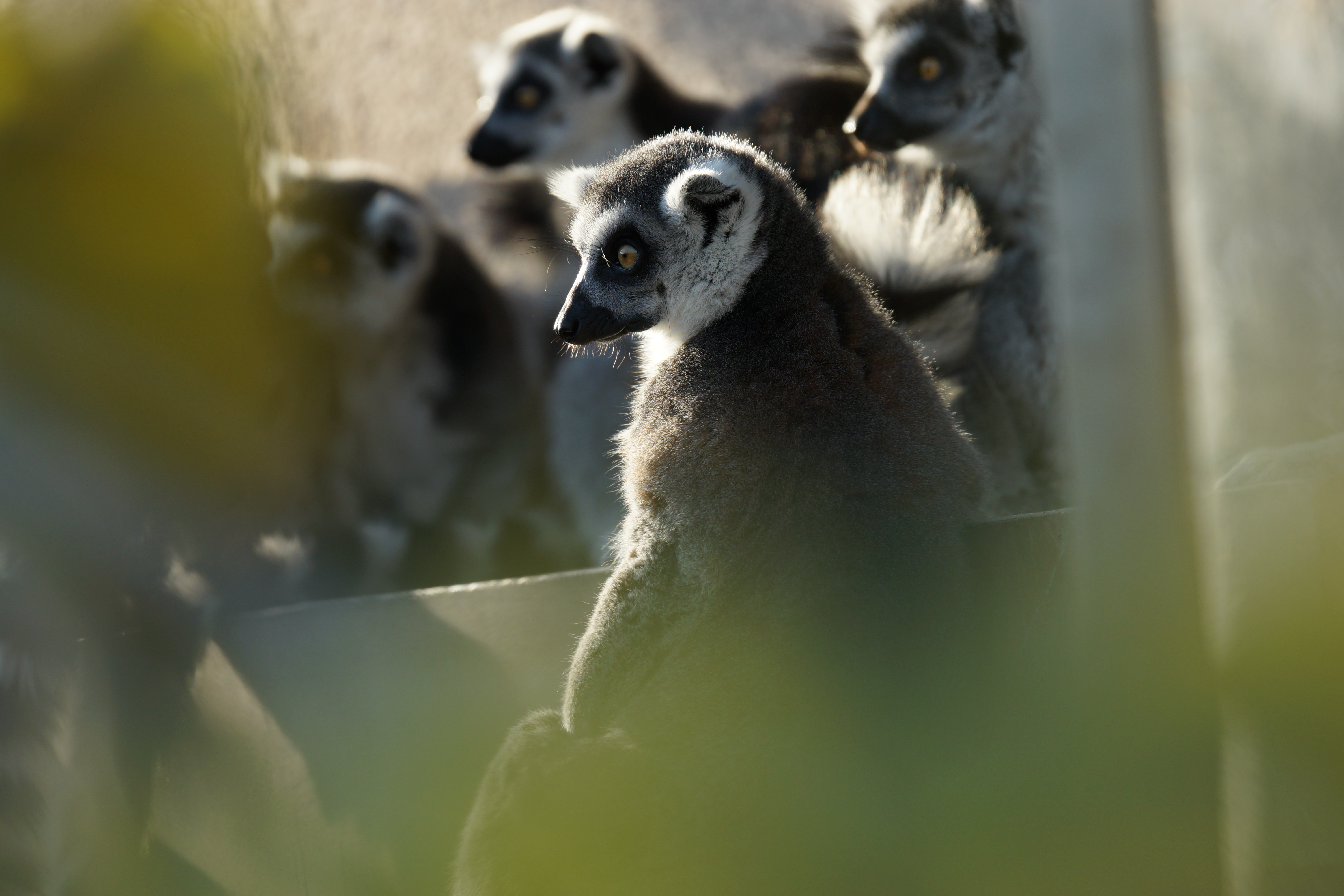 α99 / 70-400mm F4-5.6 G SSM / 約11.6MB / 6,000×4,000 / 1/400秒 / F5.6 / 0.0EV / ISO400 / WB:オート / 330mm