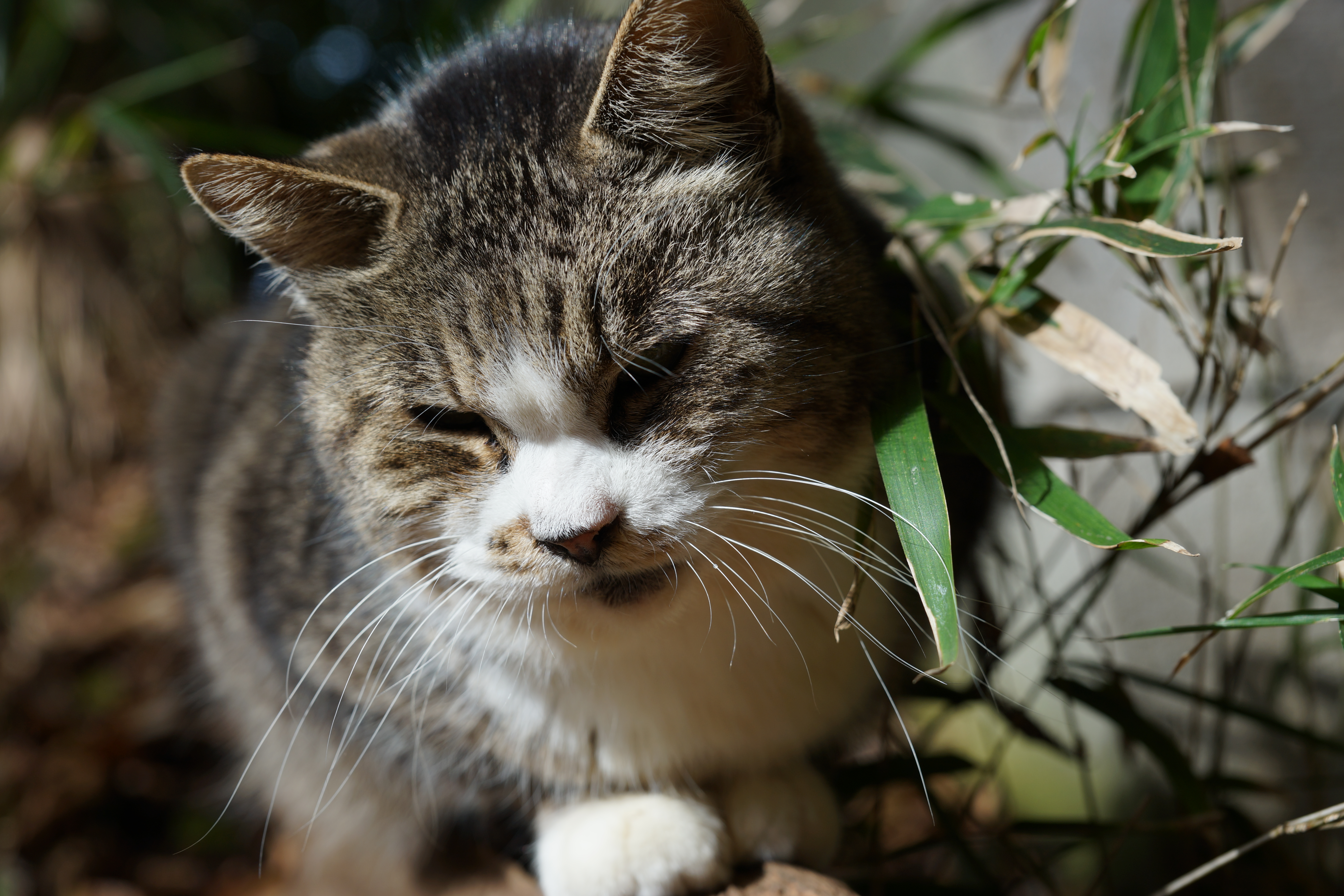 α99 / Vario-Sonnar T* 24-70mm F2.8 ZA SSM / 約13.0MB / 6,000×4,000 / 1/160秒 / F5.6 / -0.5EV / ISO100 / WB:オート / 60mm