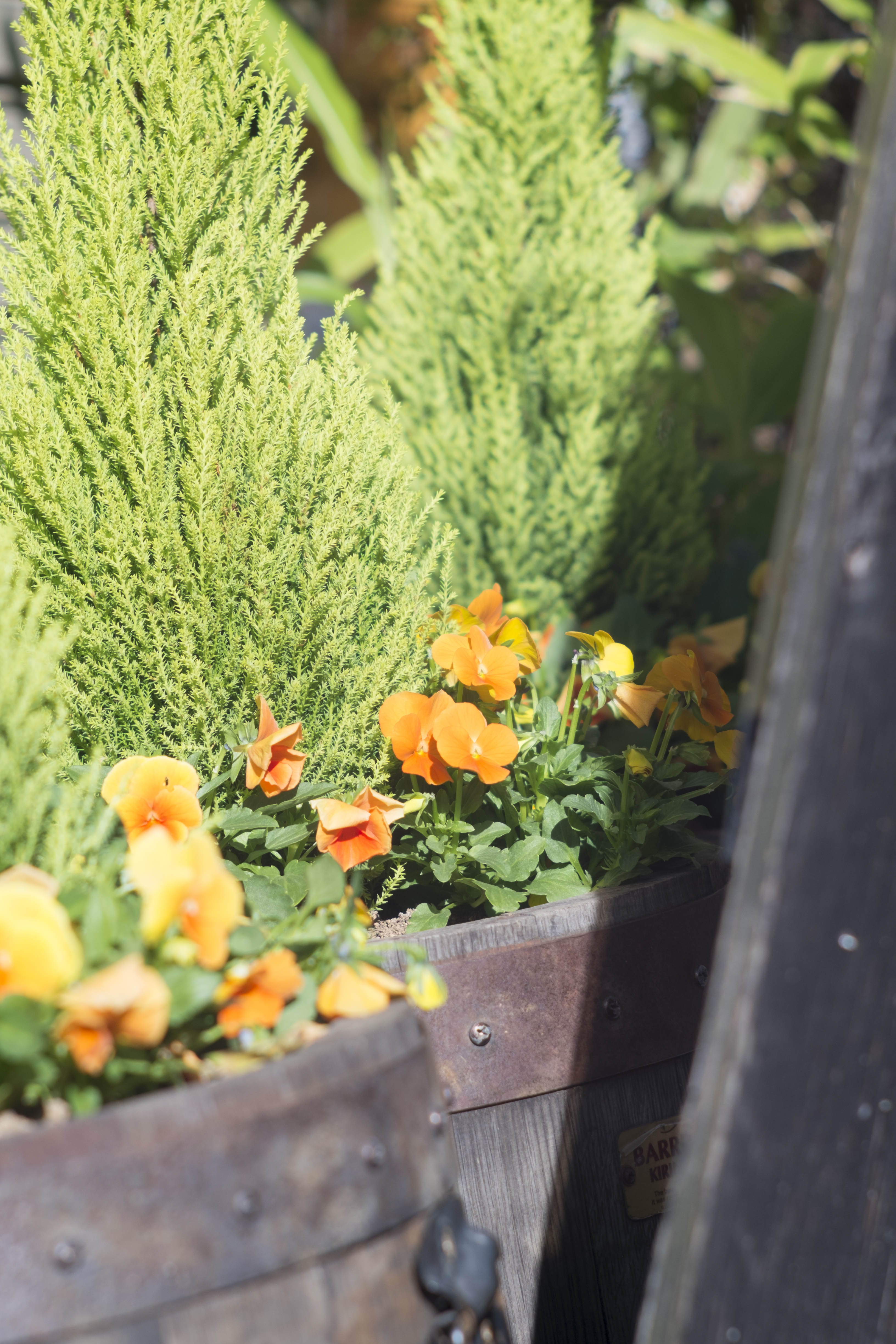 X-Pro1 / Jupiter-9 85mm F2 / 4,896×3,264 / 1/640秒 / F4 / +0.33EV / ISO200 / WB:オート / 85mm