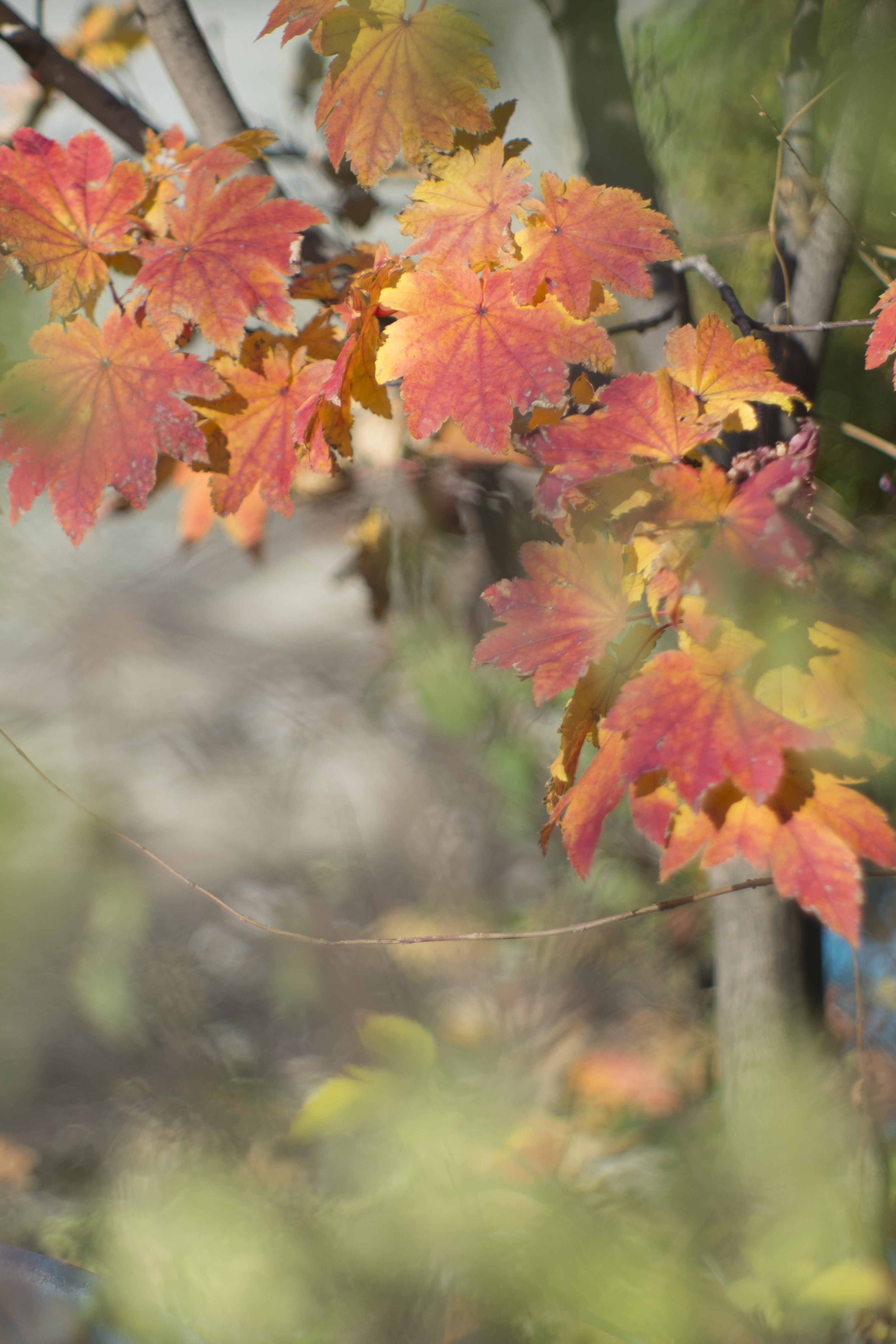 X-Pro1 / Jupiter-9 85mm F2 / 4,896×3,264 / 1/2,400秒 / F2 / 0EV / ISO200 / WB:オート / 85mm