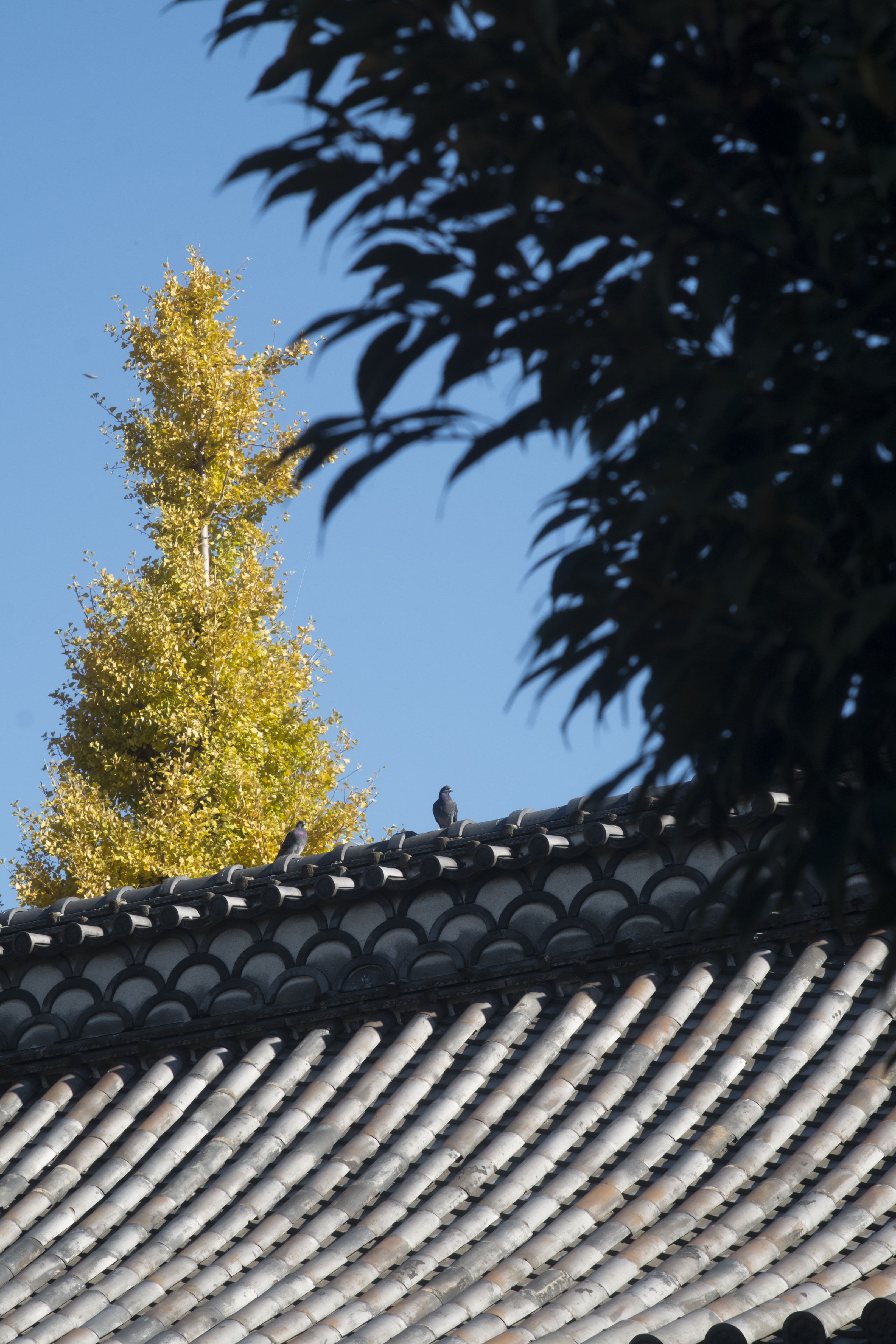 X-Pro1 / Jupiter-9 85mm F2 / 4,896×3,264 / 1/80秒 / F5.6 / -0.33EV / ISO200 / WB:オート / 85mm