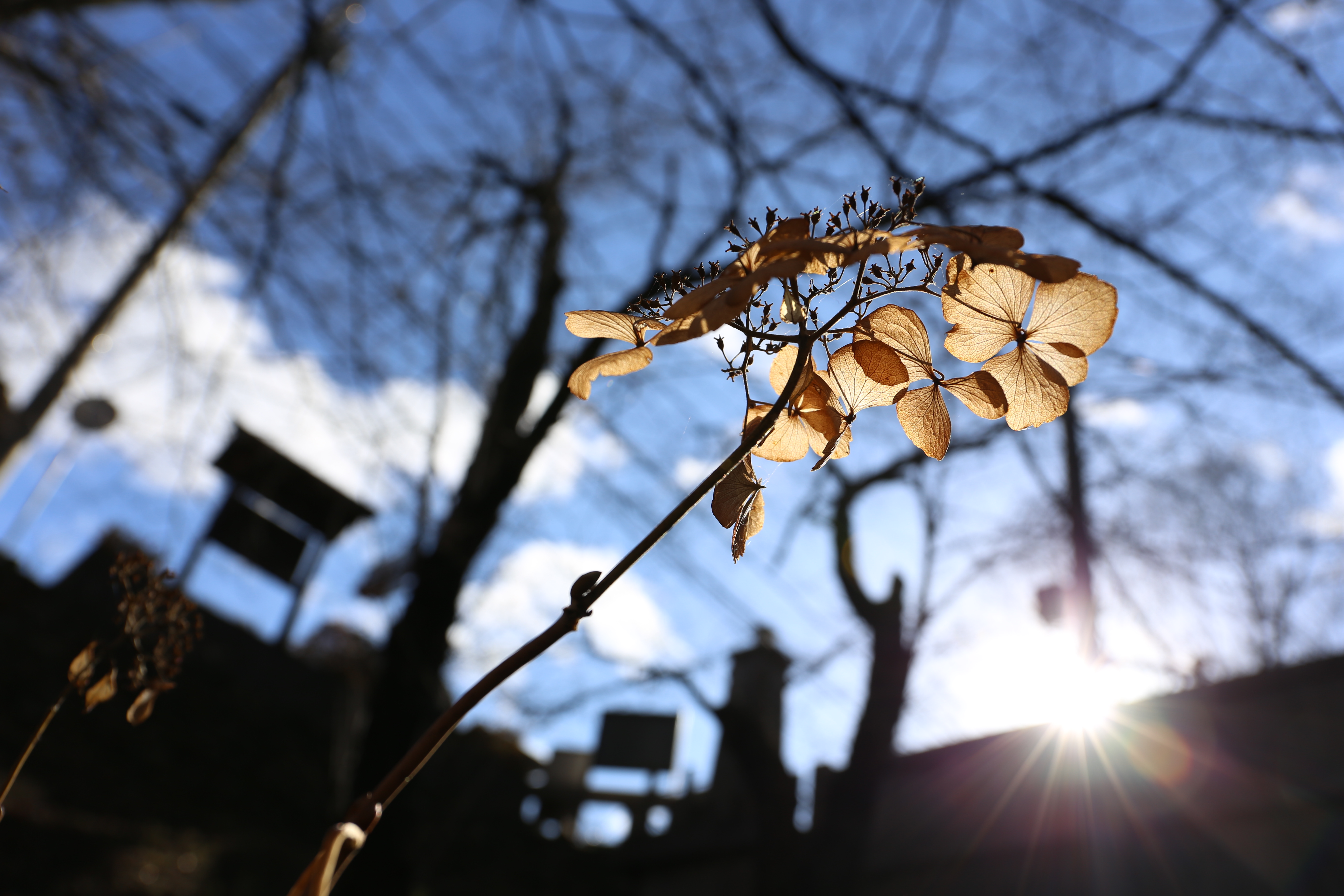 EOS 6D / EF 24-70mm F4 L IS USM / 約4.2MB / 5,472×3,648 / 1/640秒 / F5.6 / +0.3EV / ISO100 / 31mm
