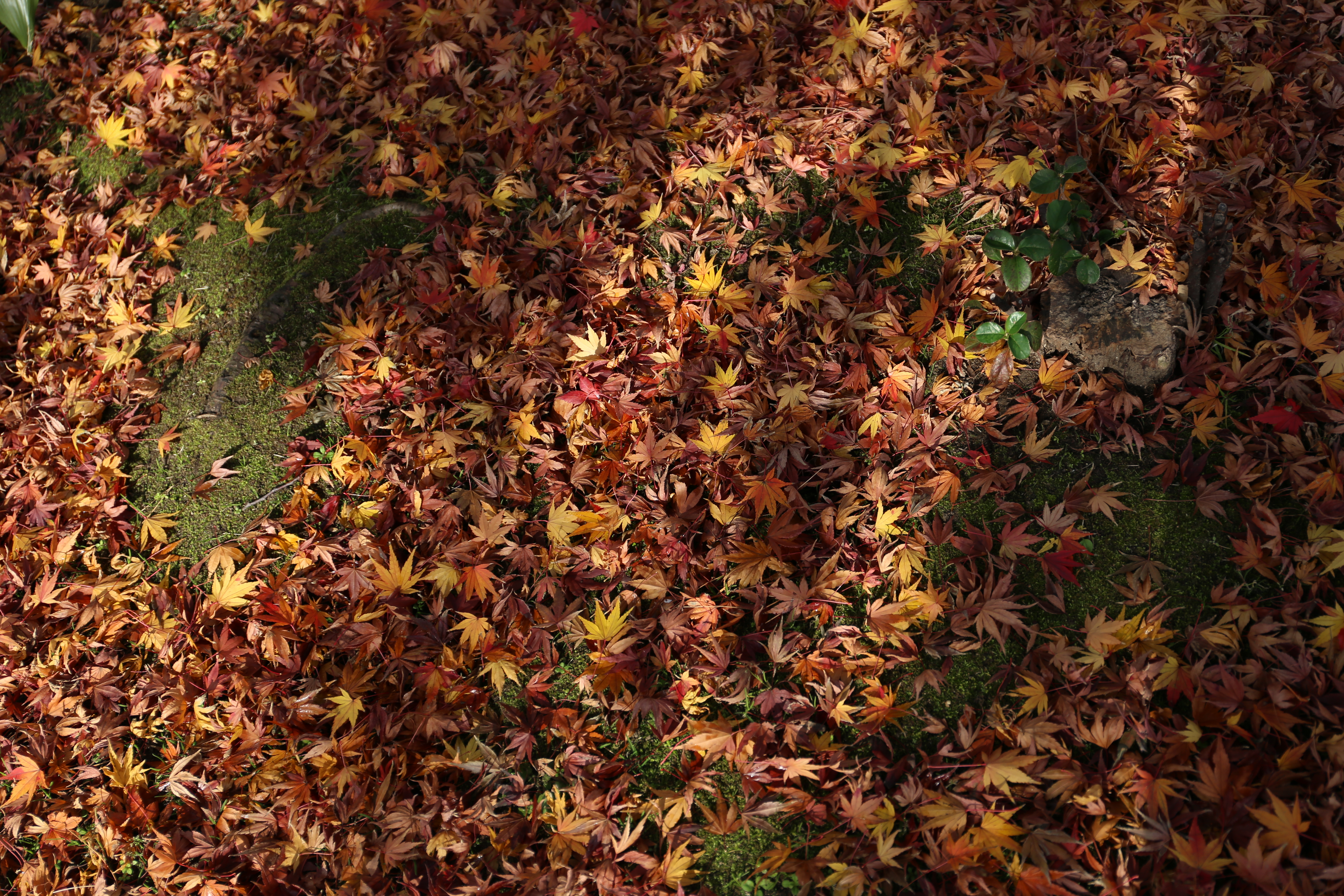 EOS 6D / EF 24-70mm F4 L IS USM / 約9.7MB / 5,472×3,648 / 1/400秒 / F4 / -0.7EV / ISO100 / 50mm