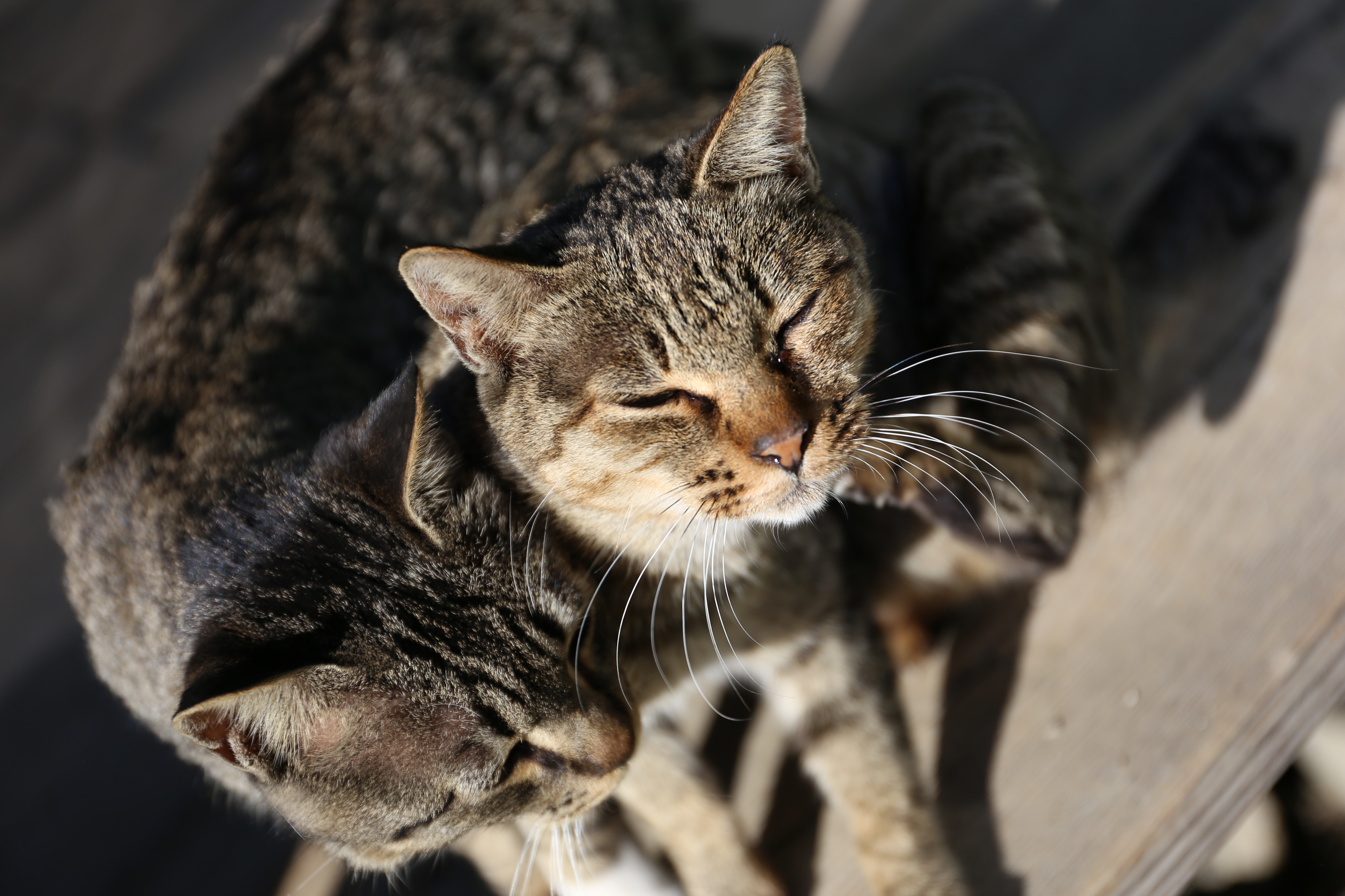 EOS 6D / EF 24-70mm F4 L IS USM / 約5.2MB / 5,472×3,648 / 1/800秒 / F4 / +0.3EV / ISO100 / 70mm