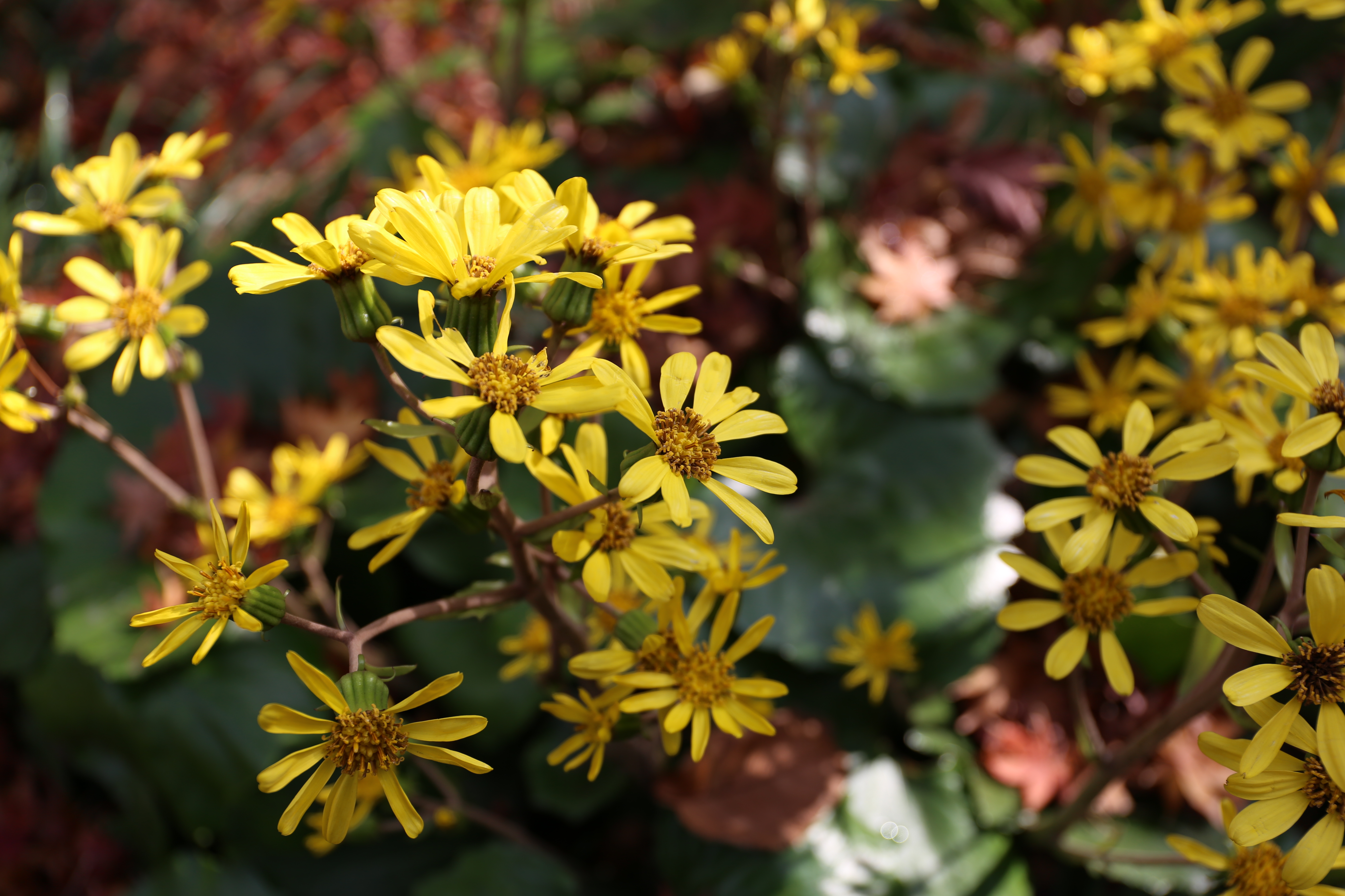 EOS 6D / EF 24-70mm F4 L IS USM / 約4.4MB / 5,472×3,648 / 1/500秒 / F4 / 0EV / ISO100 / 35mm