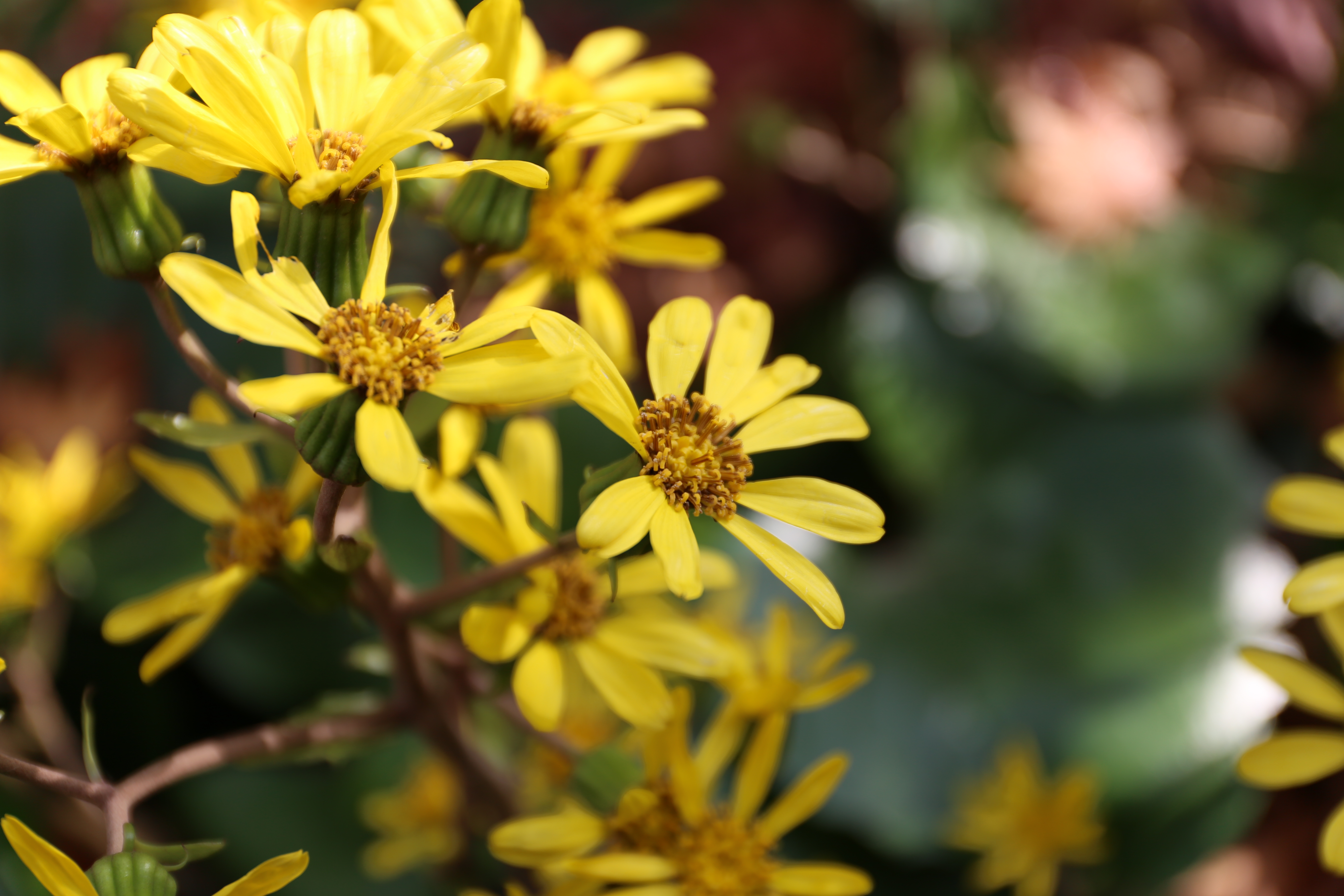 EOS 6D / EF 24-70mm F4 L IS USM / 約3.9MB / 5,472×3,648 / 1/400秒 / F4 / 0EV / ISO100 / 70mm