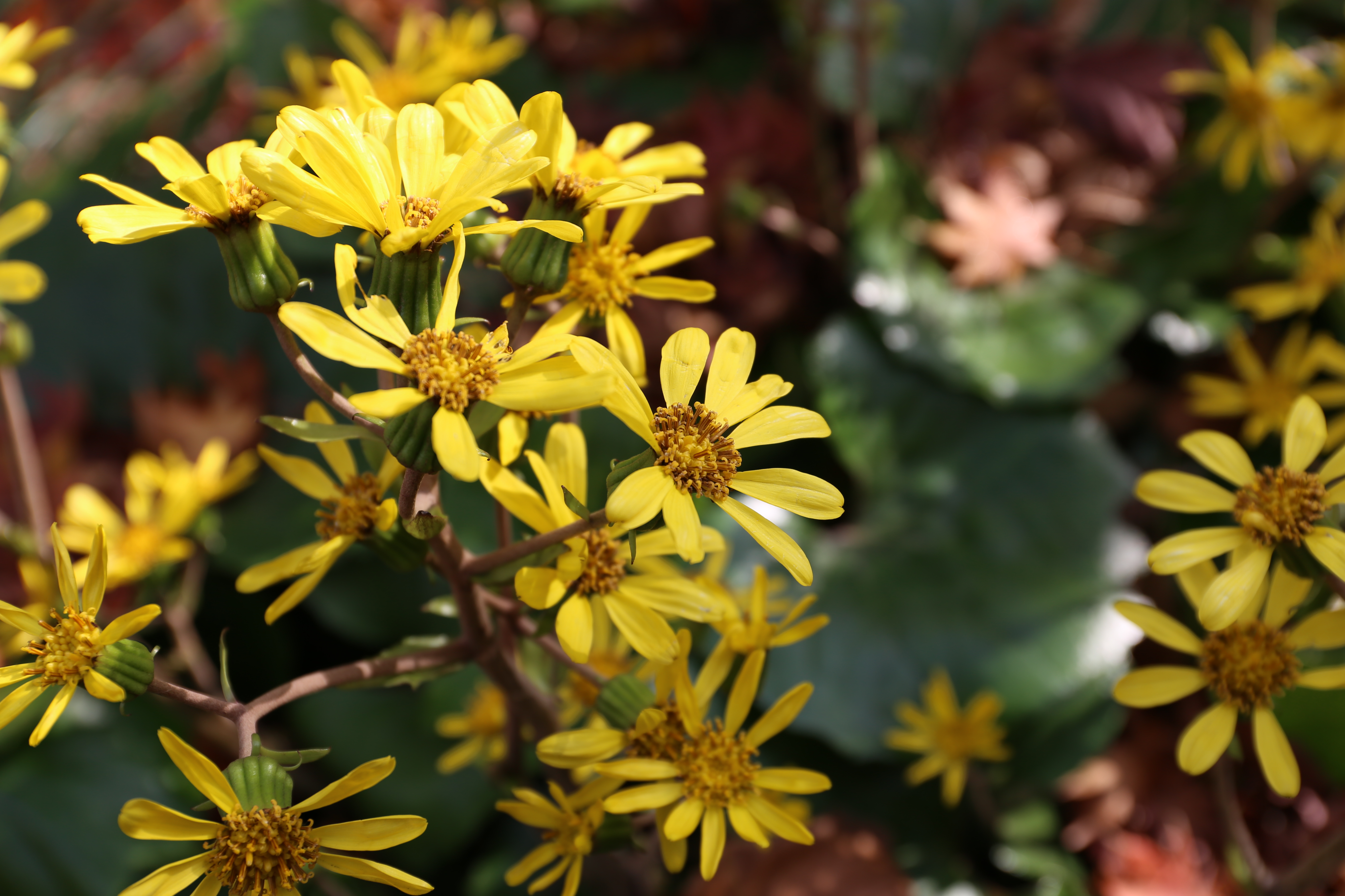 EOS 6D / EF 24-70mm F4 L IS USM / 約4.1MB / 5,472×3,648 / 1/200秒 / F5.6 / 0EV / ISO100 / 50mm