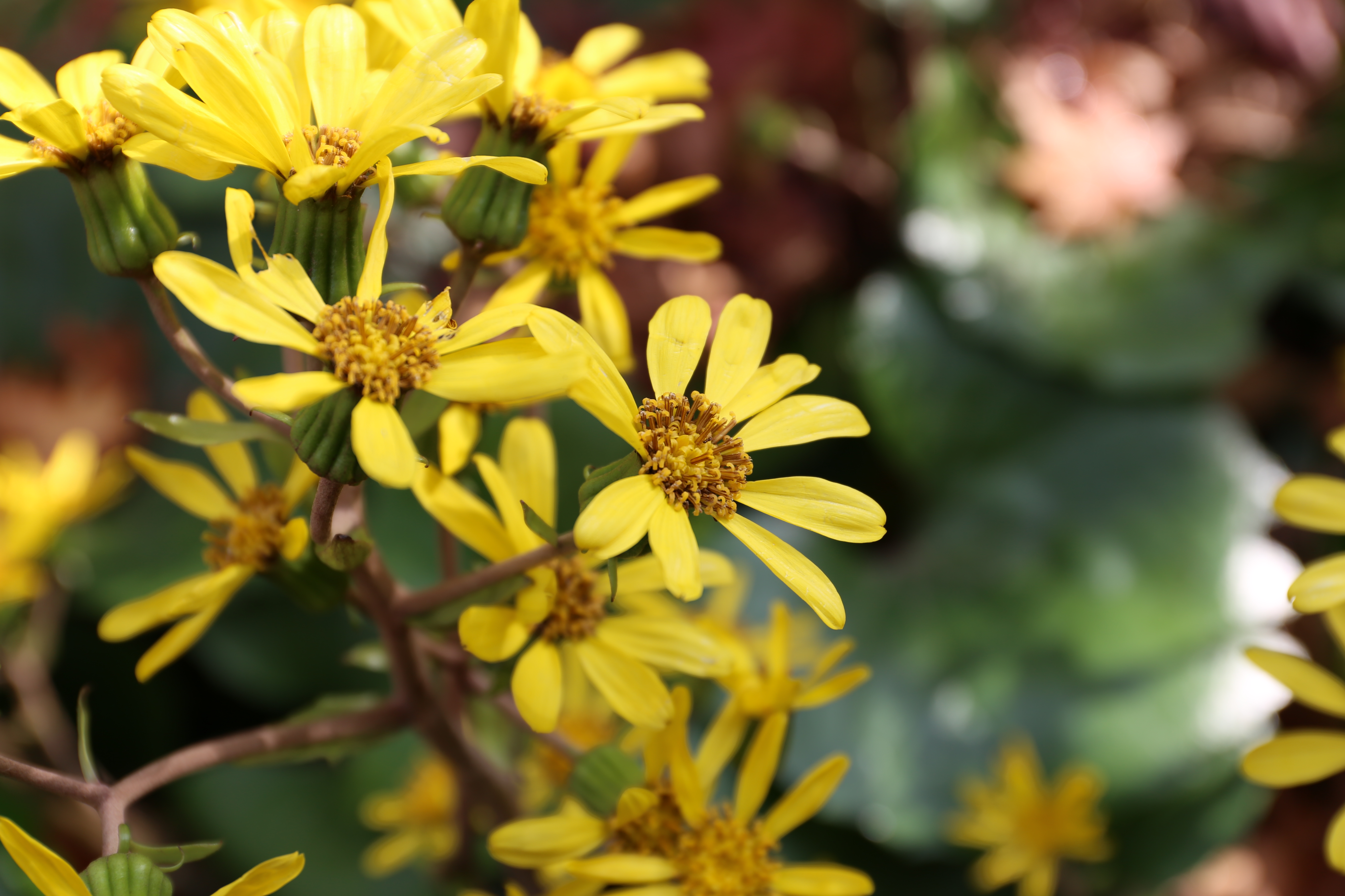 EOS 6D / EF 24-70mm F4 L IS USM / 約3.8MB / 5,472×3,648 / 1/160秒 / F5.6 / 0EV / ISO100 / 70mm