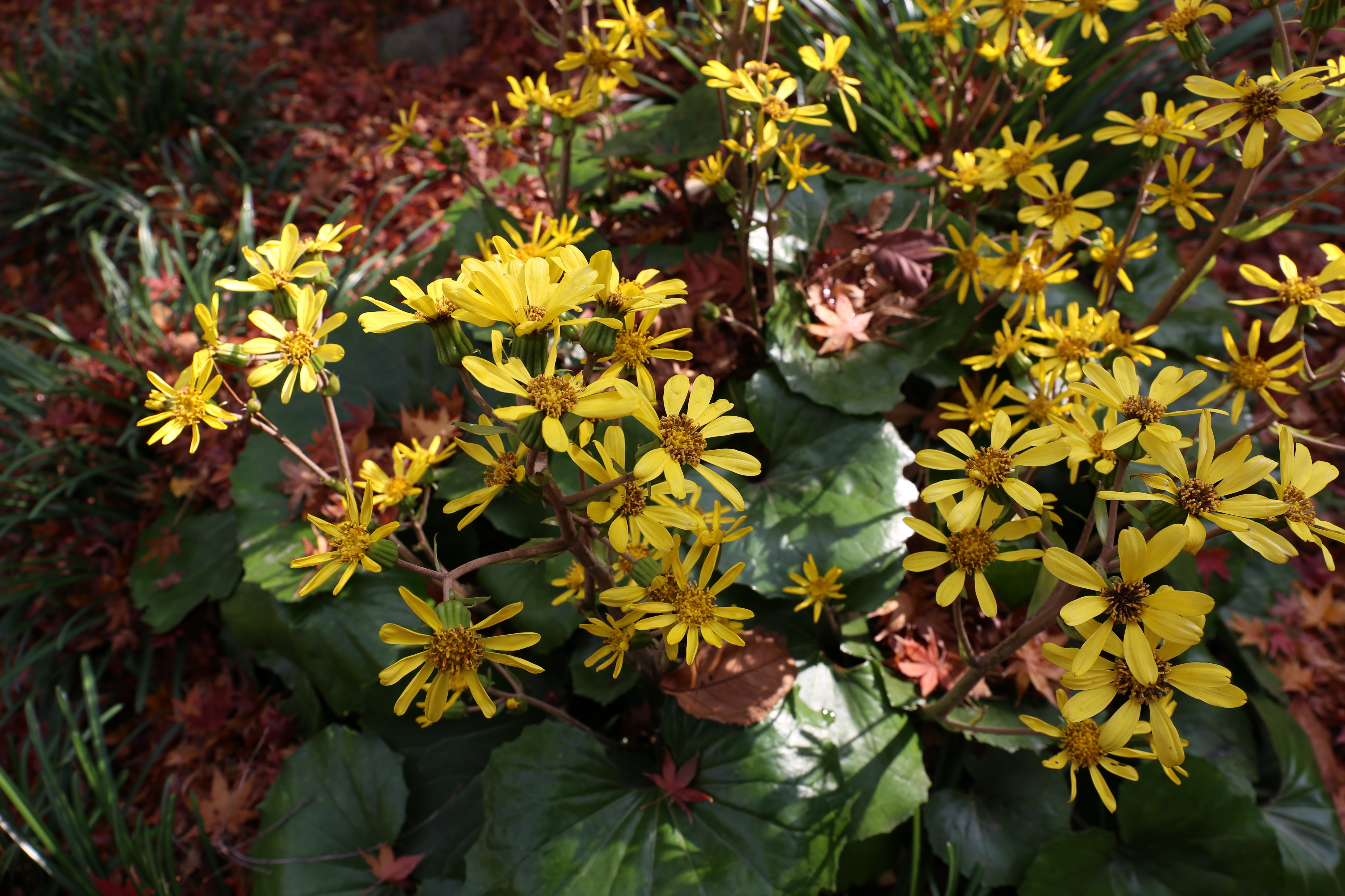 EOS 6D / EF 24-70mm F4 L IS USM / 約5.5MB / 5,472×3,648 / 1/100秒 / F8 / 0EV / ISO100 / 24mm