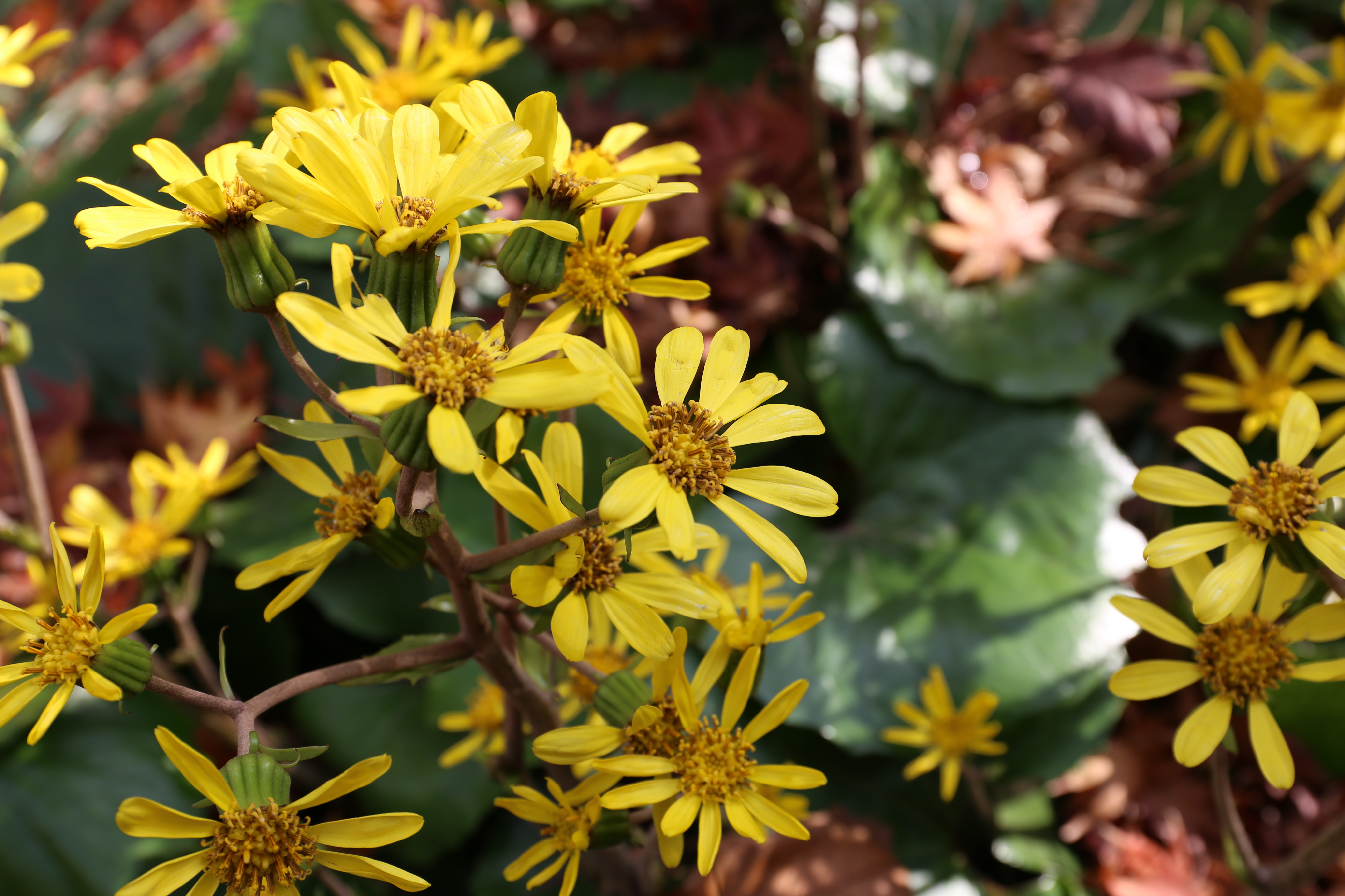 EOS 6D / EF 24-70mm F4 L IS USM / 約4.5MB / 5,472×3,648 / 1/100秒 / F8 / 0EV / ISO100 / 50mm