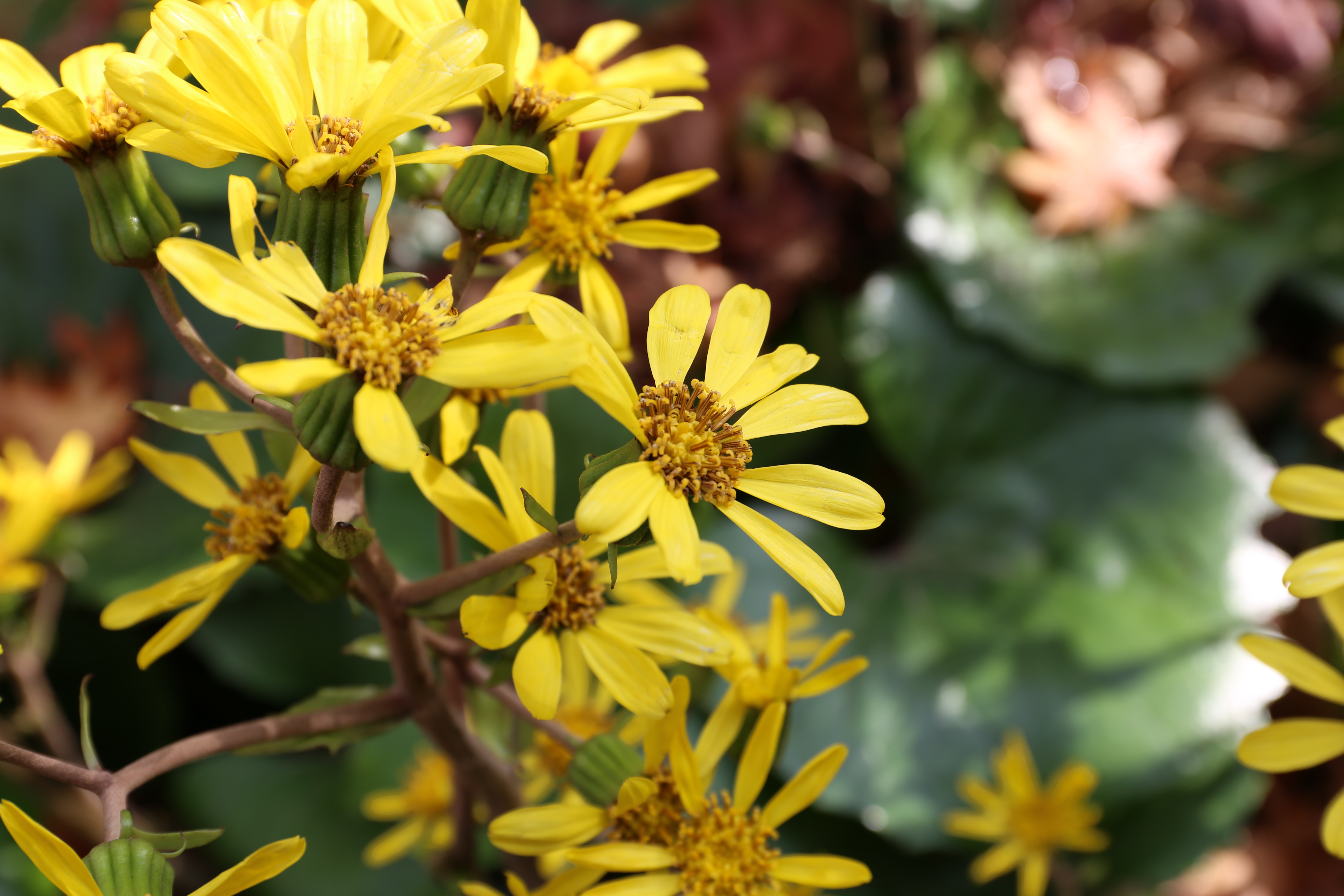 EOS 6D / EF 24-70mm F4 L IS USM / 約4MB / 5,472×3,648 / 1/80秒 / F8 / 0EV / ISO100 / 70mm