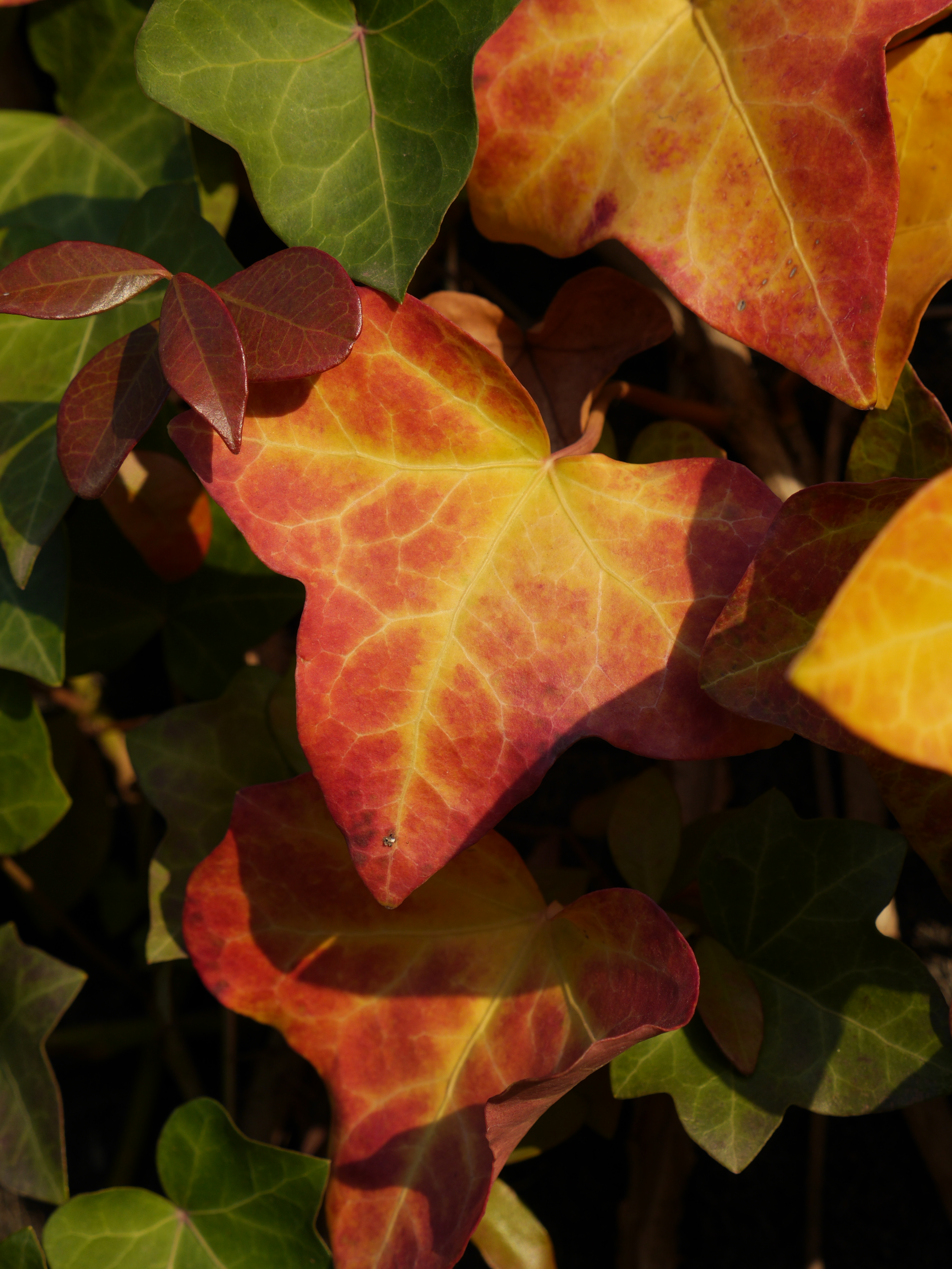 DMC-GH3 / LUMIX G X VARIO 12-35mm F2.8 ASPH./POEWR O.I.S. / 約4.7MB / 3,456×4,608 / 1/5,00秒 / F5.6 / -0.7EV / ISO200 / 35mm