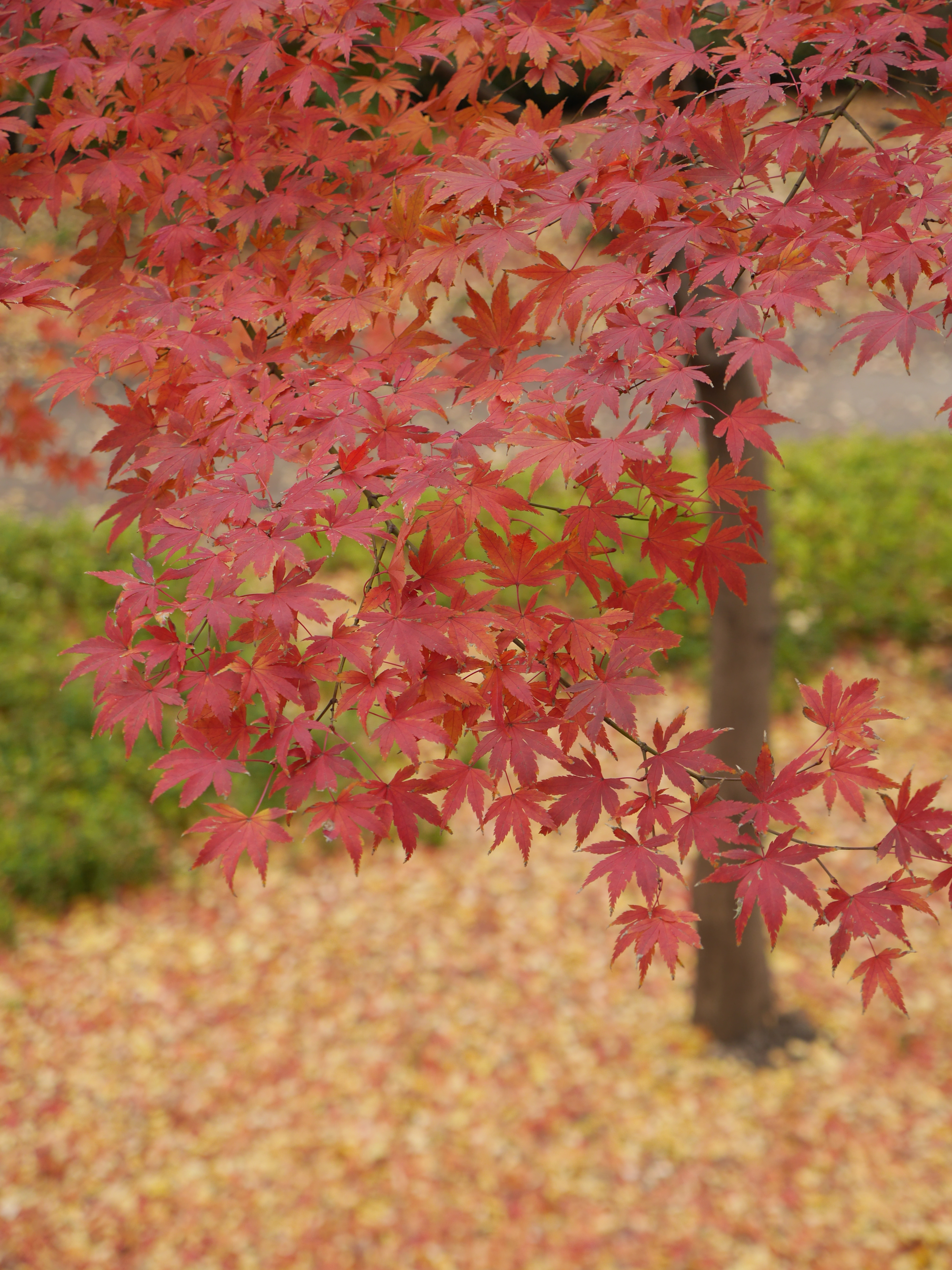 DMC-GH3 / LUMIX G X VARIO 12-35mm F2.8 ASPH./POEWR O.I.S. / 約6.8MB / 3,456×4,608 / 1/100秒 / F3.5 / 0EV / ISO200 / 35mm