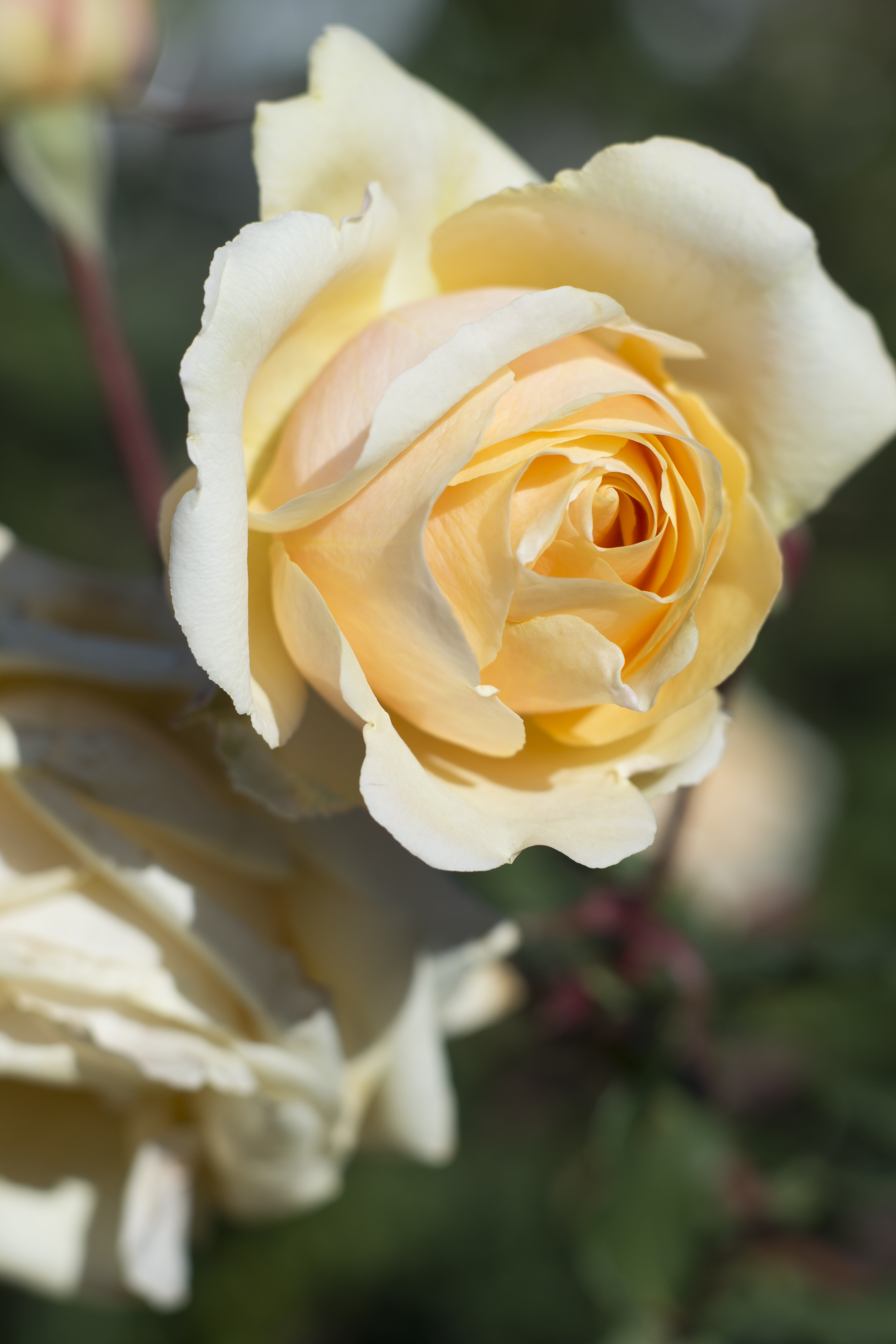 X-E1 / Summilux 50mm F1.4 / 4,896×3,264 / 1/2,000秒 / F4 / 0EV / ISO200 / WB:オート / 50mm