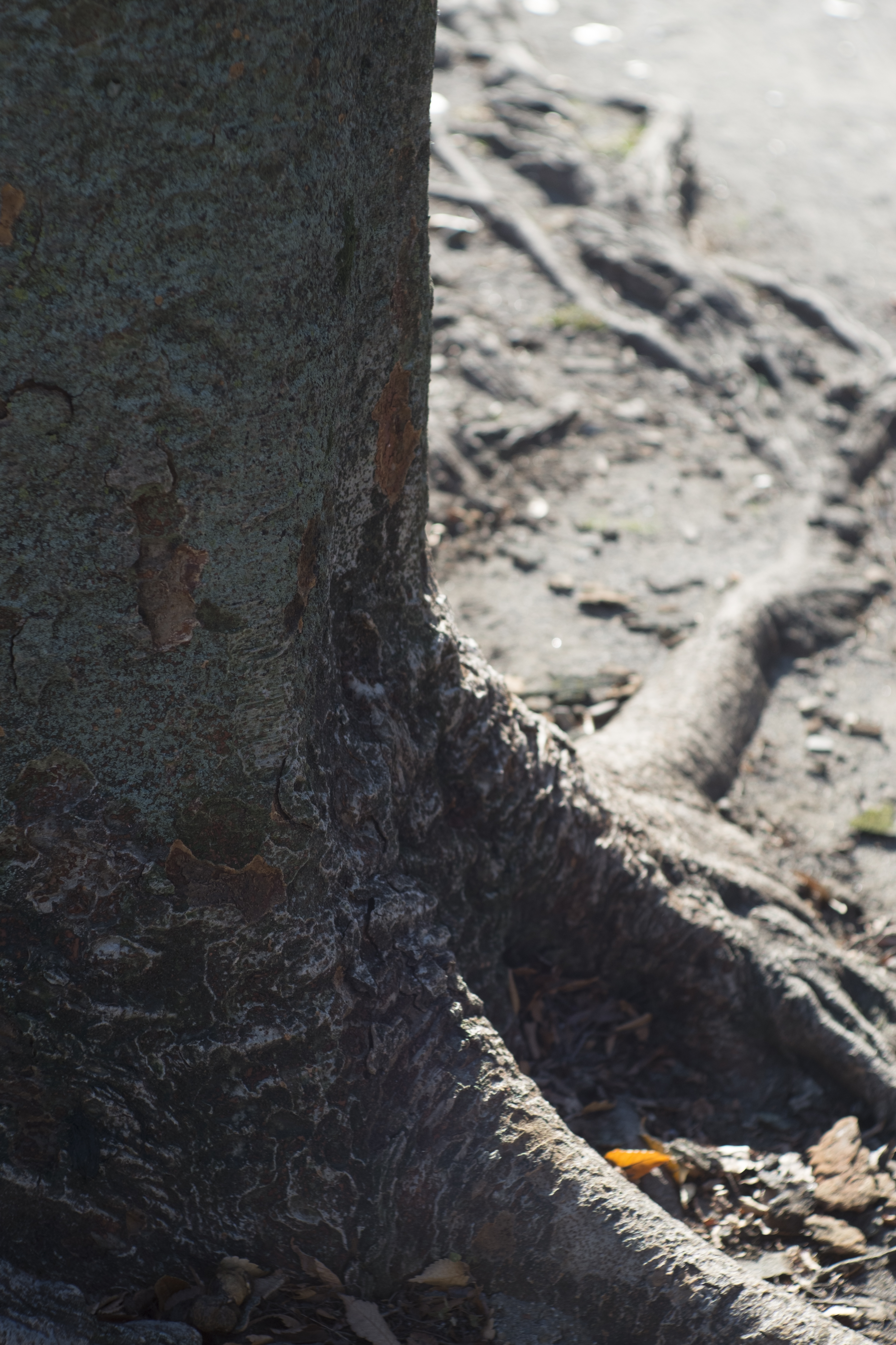 X-E1 / Summilux 50mm F1.4 / 4,896×3,264 / 1/1,100秒 / F2.8 / -0.67EV / ISO200 / WB:オート / 50mm