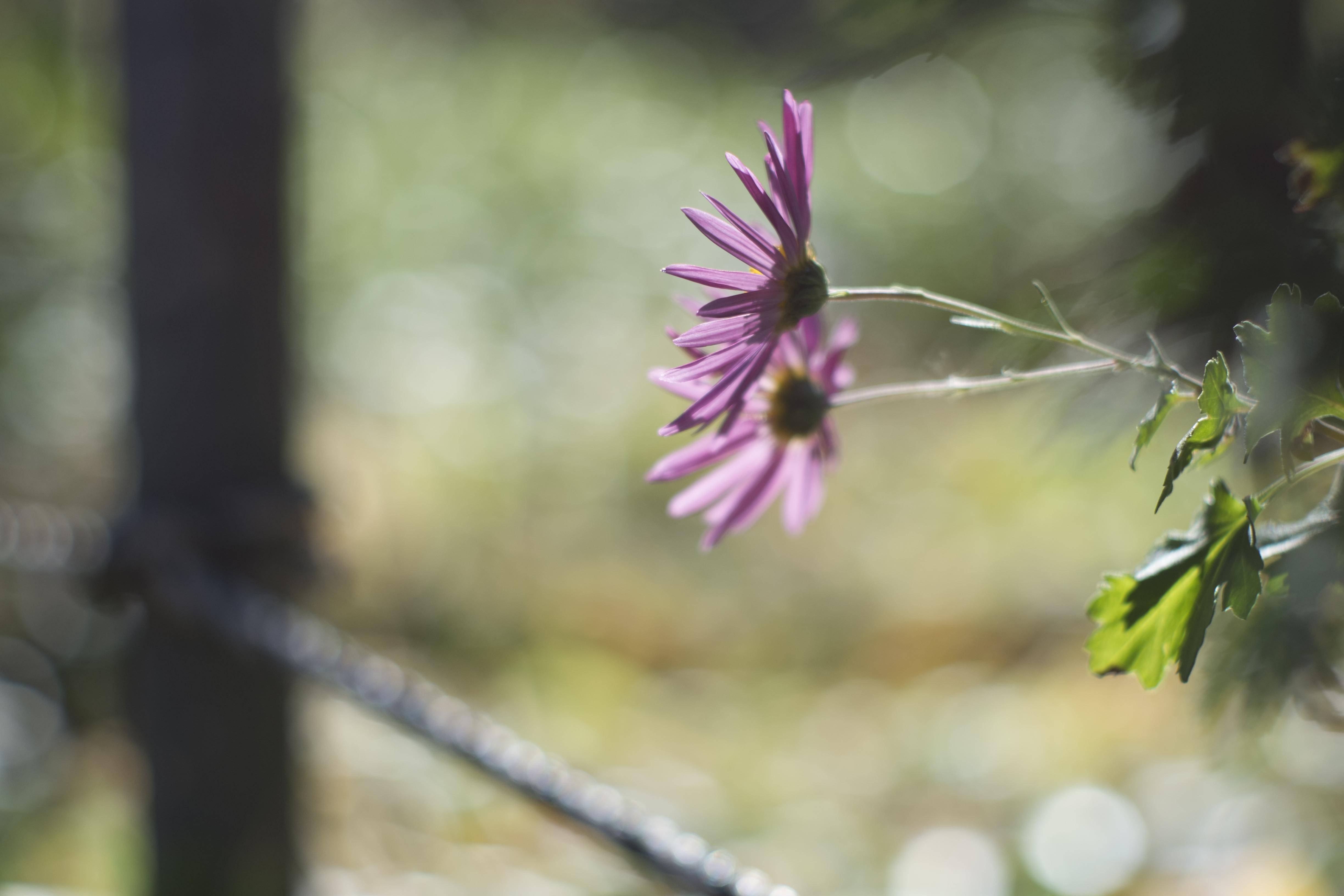 X-E1 / Summilux 50mm F1.4 / 4,896×3,264 / 1/2,700秒 / F2 / 0EV / ISO200 / WB:オート / 50mm