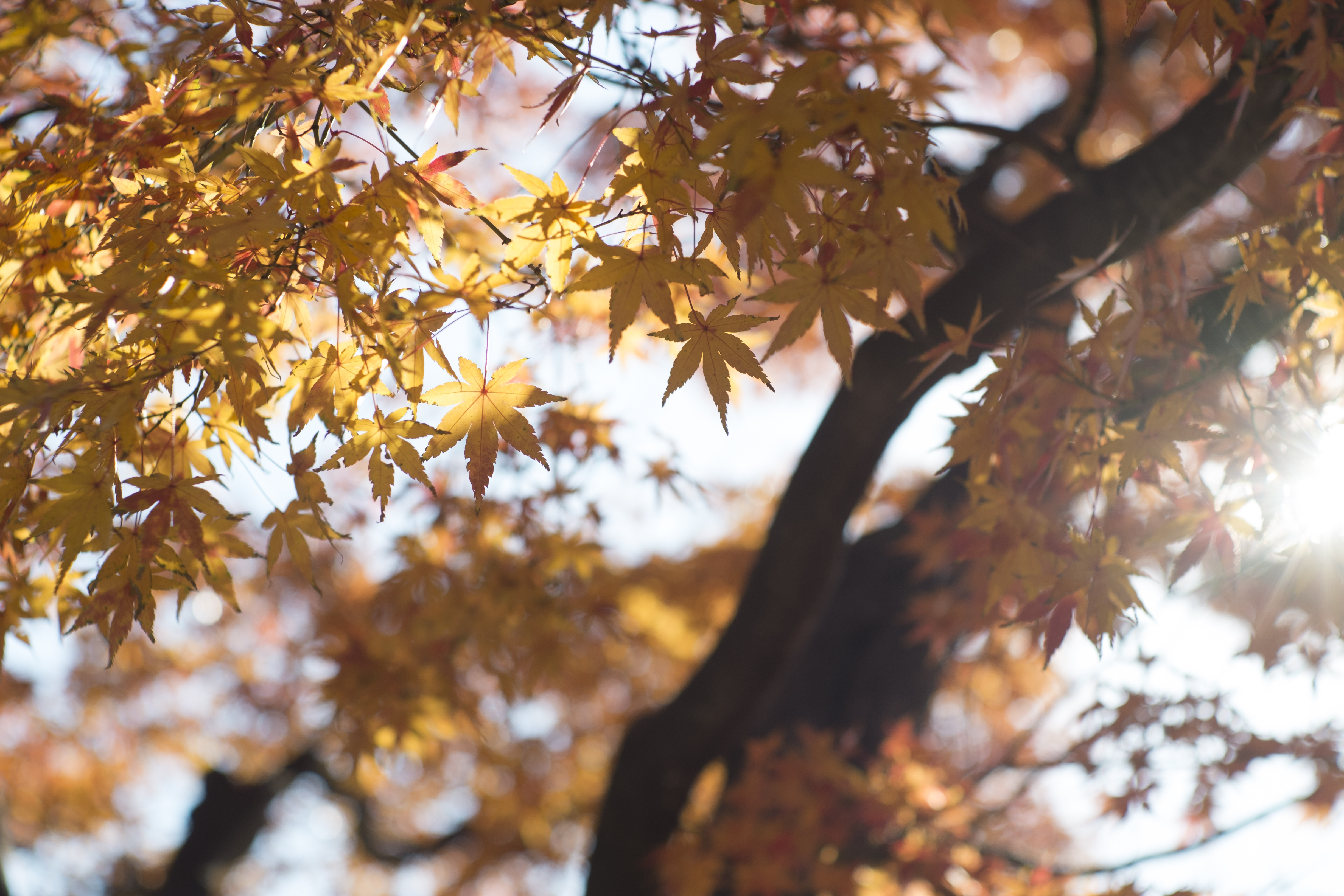 X-Pro1 / Summilux 50mm F1.4 / 4,896×3,264 / 1/1,500秒 / F2.8 / +0.67EV / ISO200 / WB:オート / 50mm