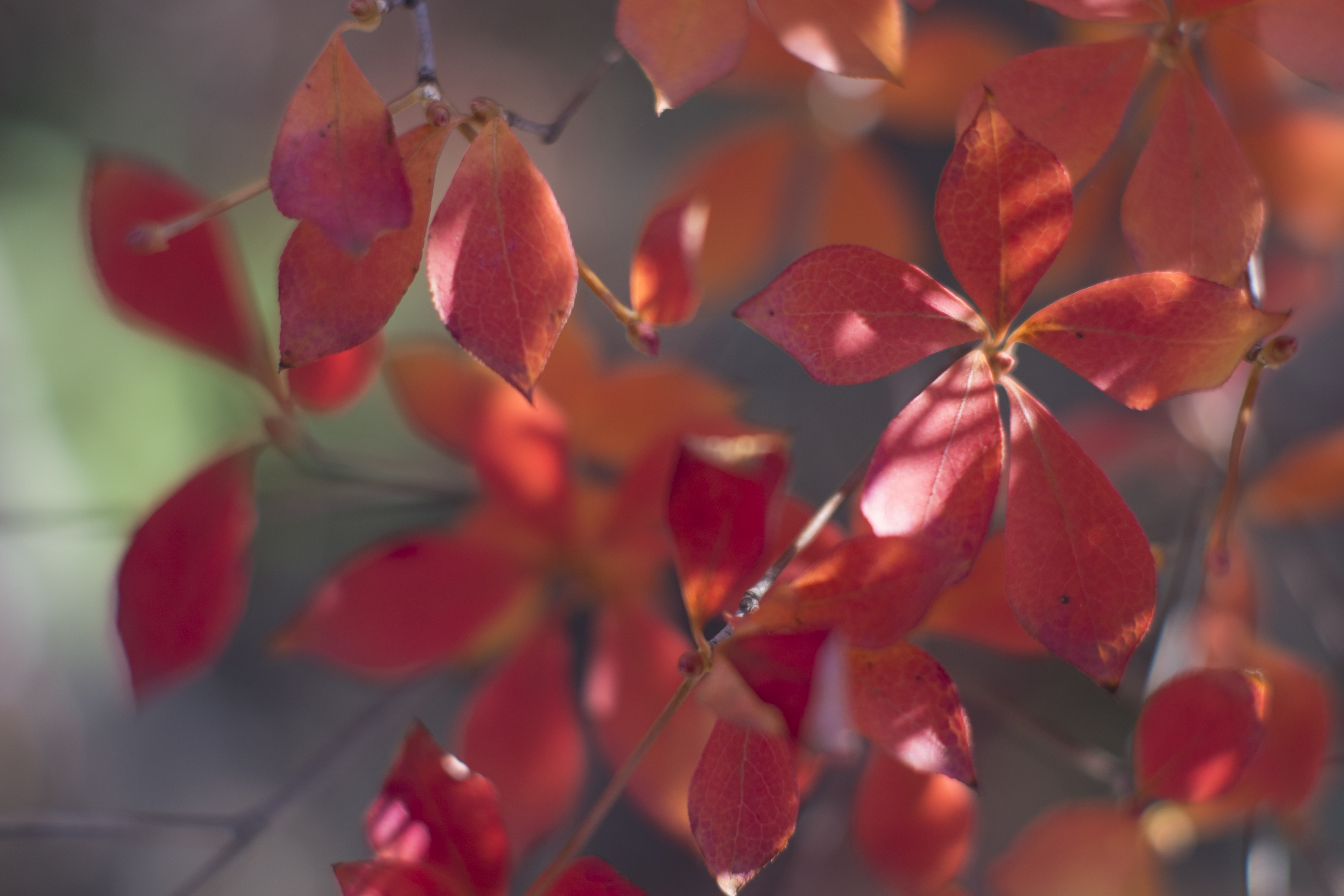 X-Pro1 / Summilux 50mm F1.4 / 4,896×3,264 / 1/1,200秒 / F2 / -0.67EV / ISO200 / WB:オート / 50mm