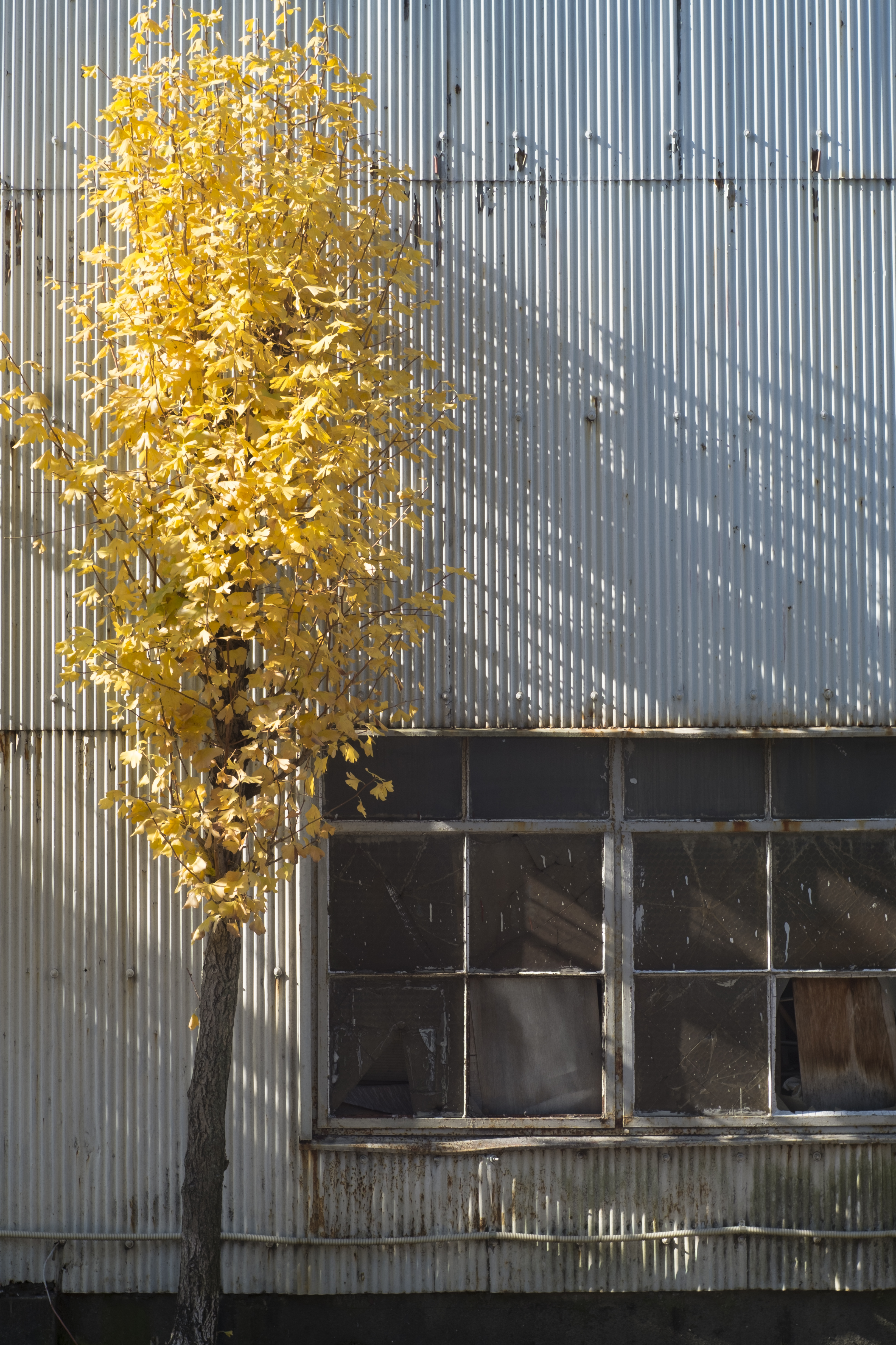 X-Pro1 / Summilux 50mm F1.4 / 4,896×3,264 / 1/140秒 / F8 / 0EV / ISO200 / WB:オート / 50mm