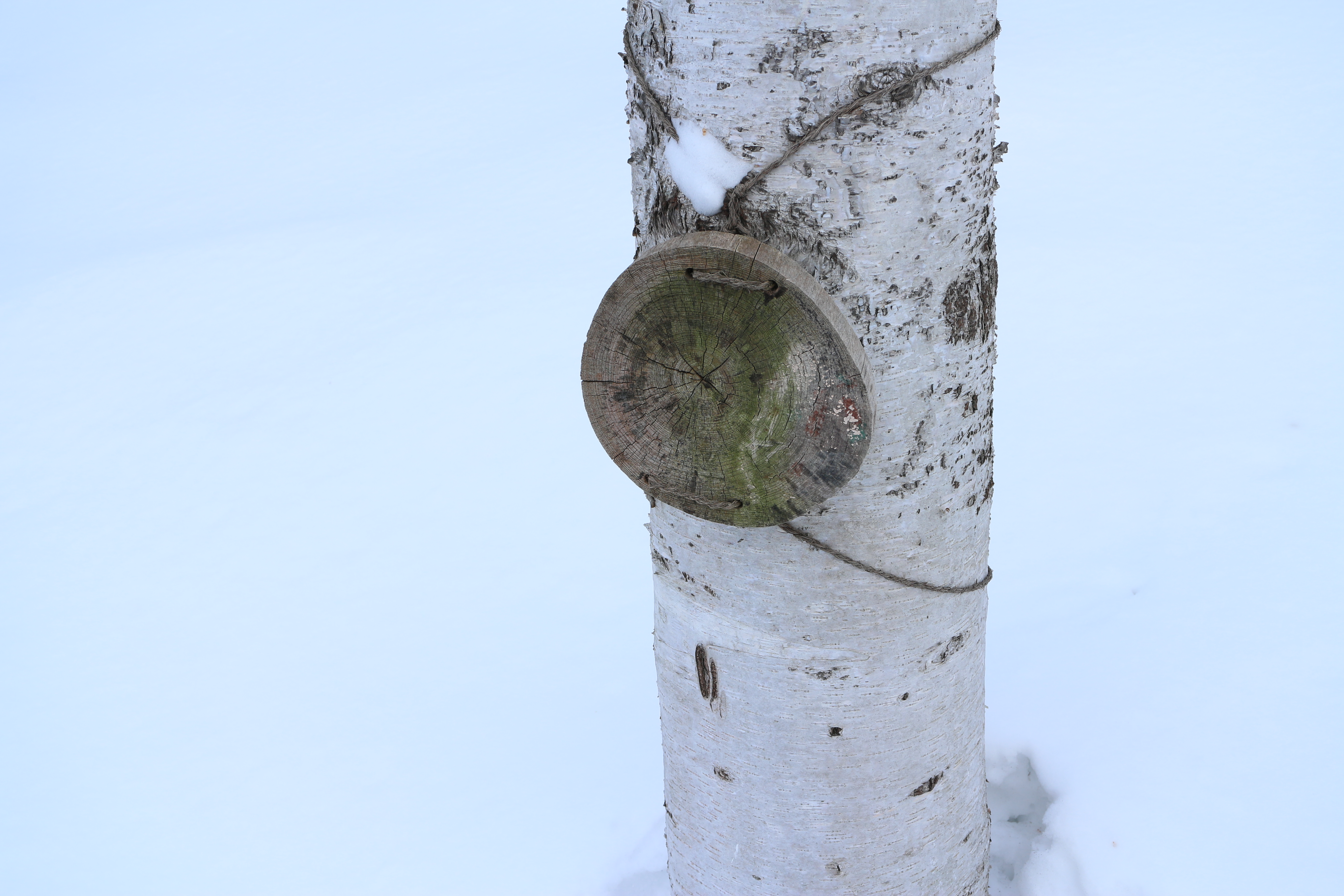 樹の幹に取り付けられているのは、たぶん何かを説明するための札だと思うのだが、書き直そうというつもりはないのだろうか。EOS M / EF-M 18-55mm F3.5-5.6 IS STM / 5,184×3,456 / 1/60秒 / F8 / 1EV / ISO100 / WB：オート / 24mm（38mm相当）