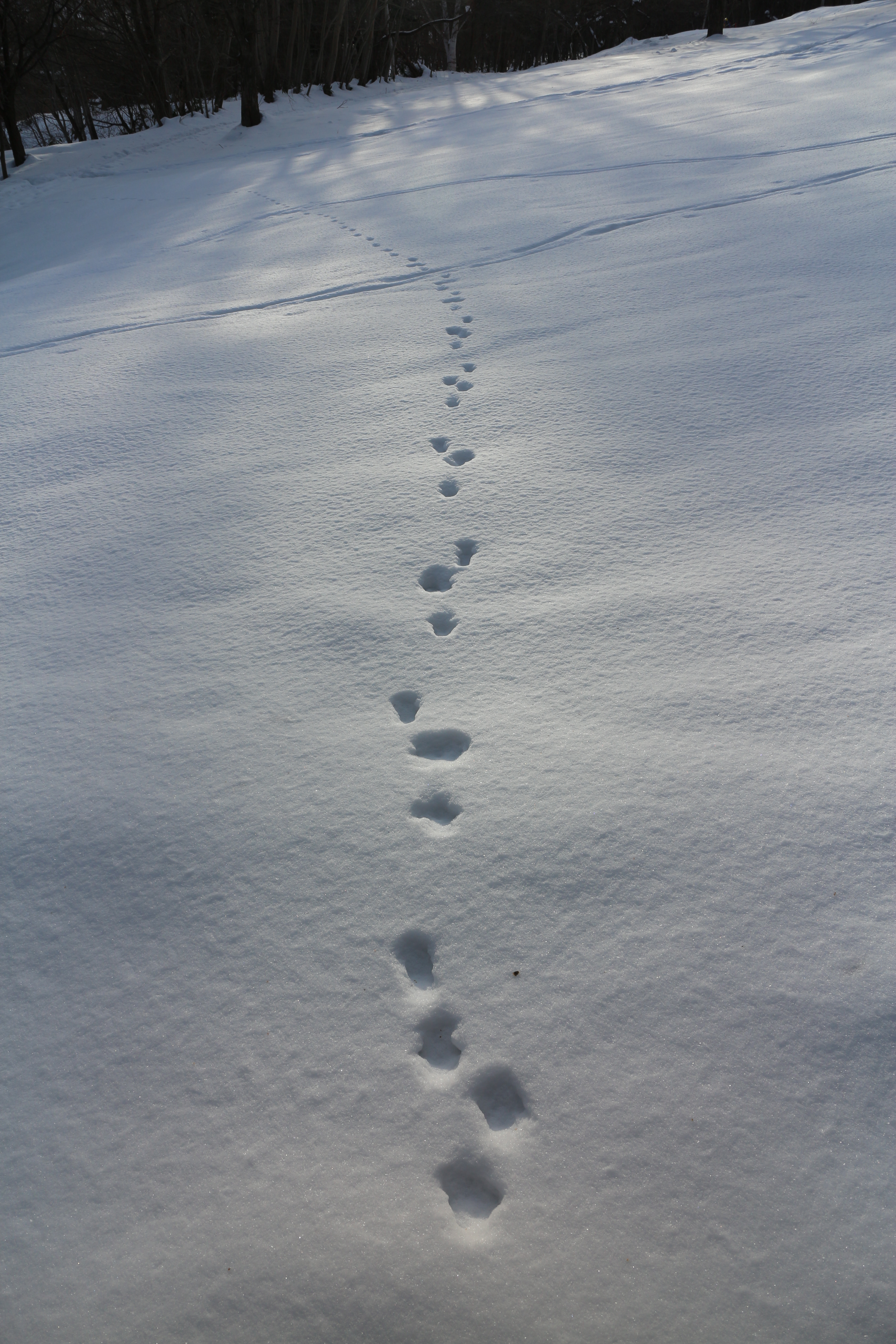 近所のノラネコじゃなければキタキツネの足跡。一度くらいは生でお目にかかってみたいけど。EOS M / EF-M 18-55mm F3.5-5.6 IS STM / 5,184×3,456 / 1/400秒 / F8 / 0.3EV / ISO100 / WB：オート / 18mm（29mm相当）