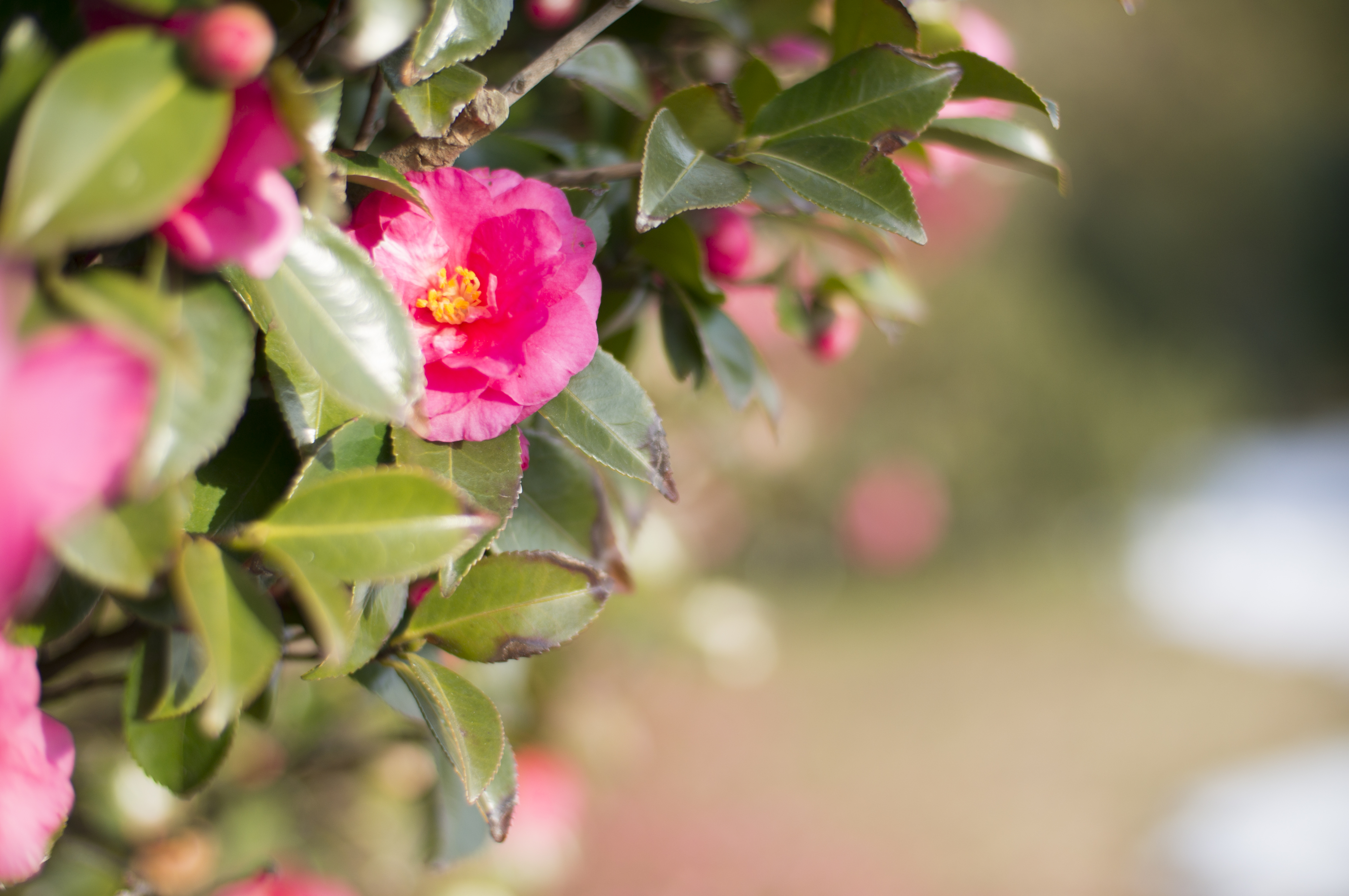 スピードブースターで撮影（NEX-6＋EF 50mm F1.4 USM＋Speed Booster EF-NEX）