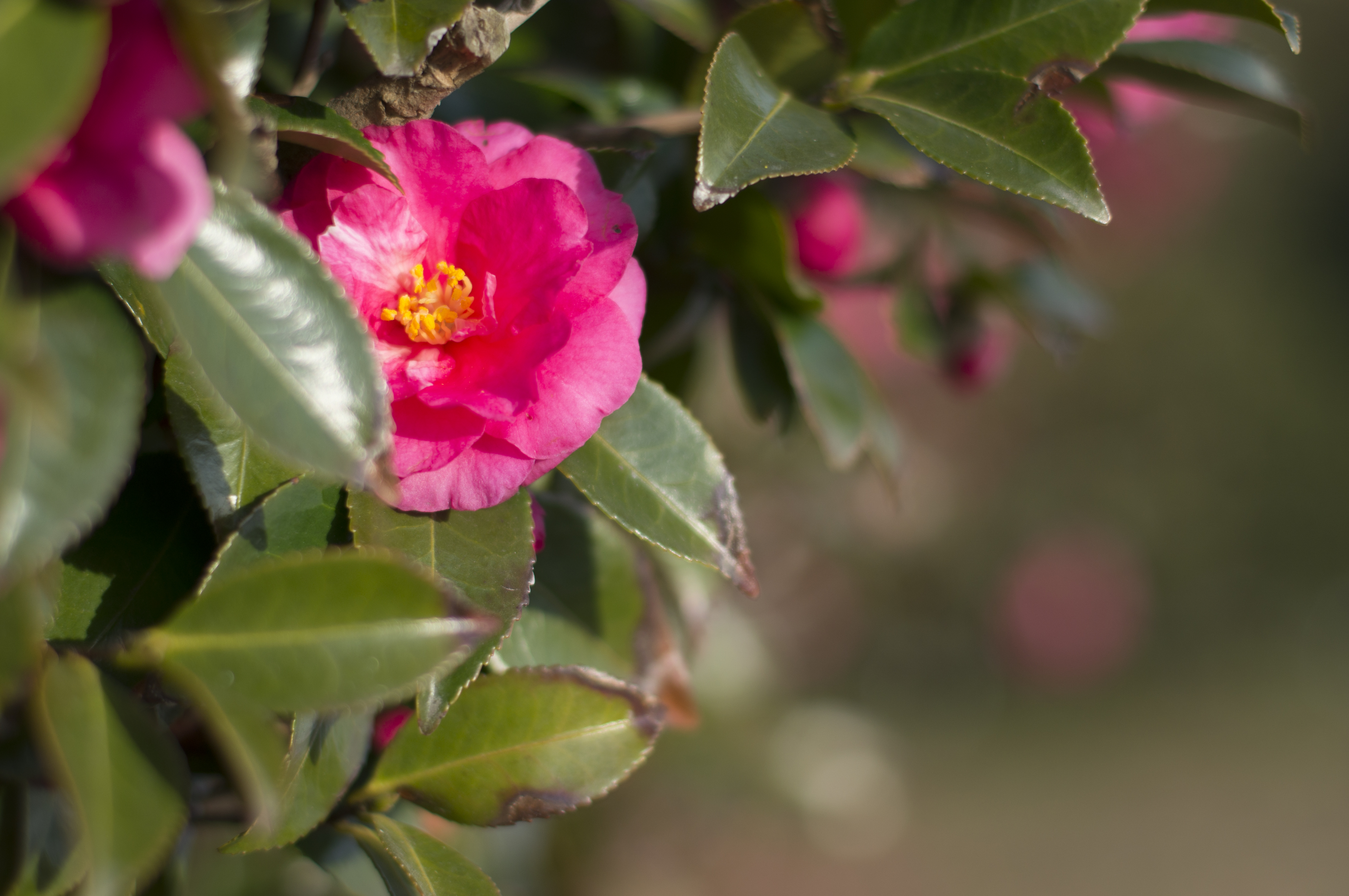 一般的なマウントアダプターで撮影（NEX-6＋EF 50mm F1.4 USM＋EF-NEXアダプター）