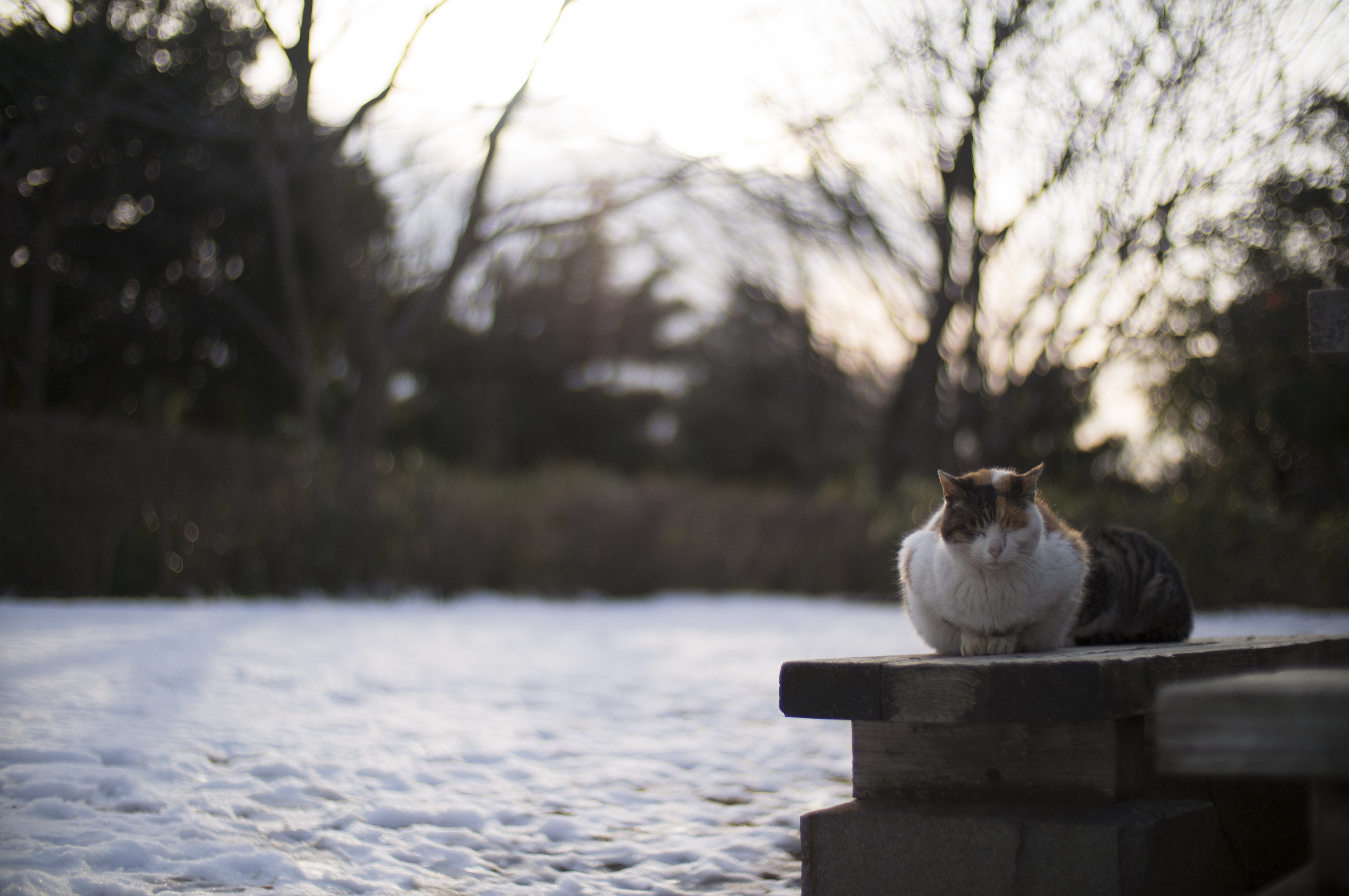 NEX-6 / EF 50mm F1.4 USM / Speed Booster / 4,912×3,264 / 1/4,000秒 / F1 / -1.3EV / ISO100 / WB:オート / 50mm