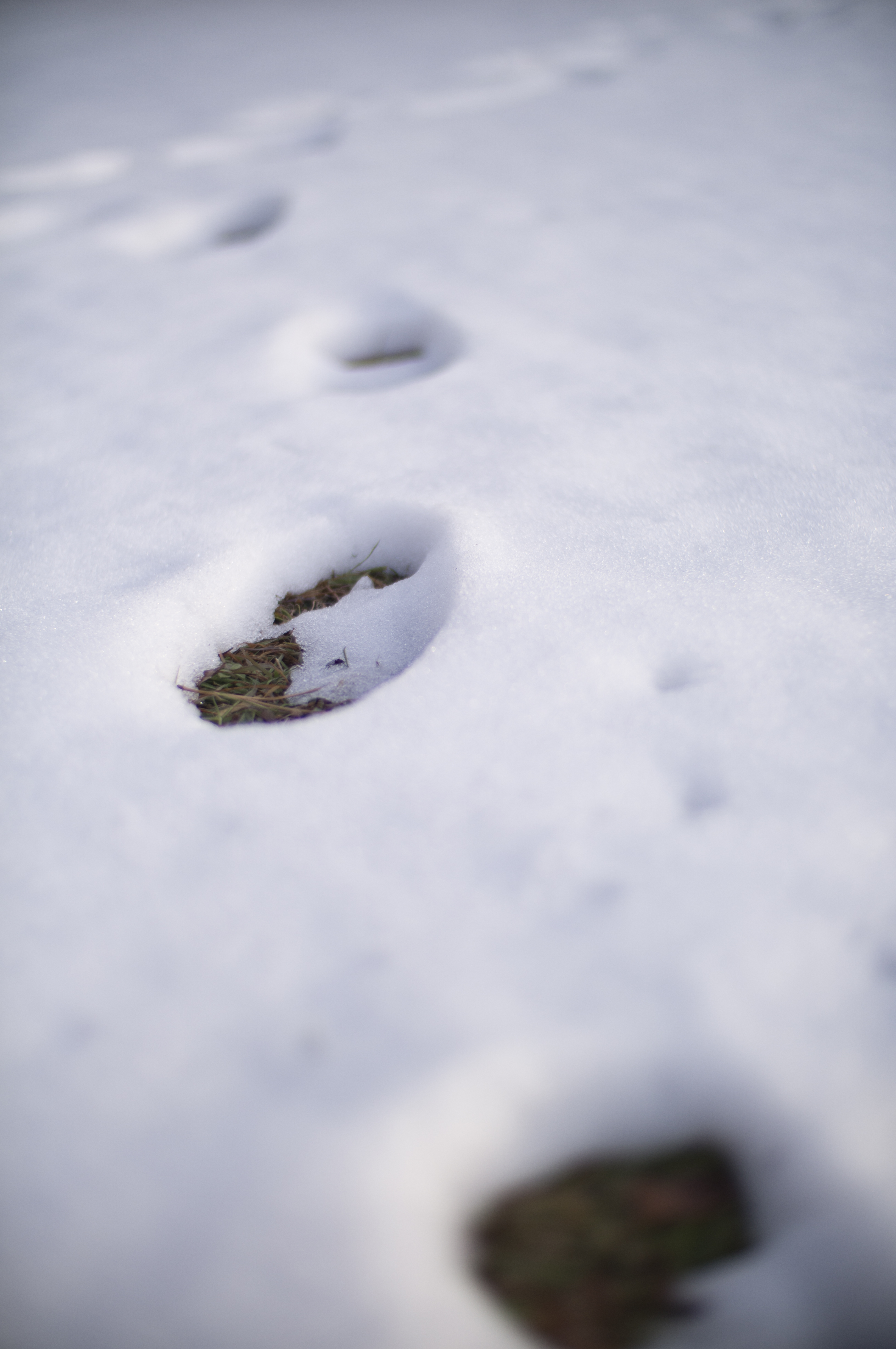 NEX-6 / EF 50mm F1.4 USM / Speed Booster / 4,912×3,264 / 1/4,000秒 / F1 / +0.7EV / ISO100 / WB:オート / 50mm