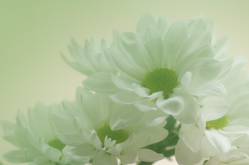 緑のインクを混ぜたディップローションのフィルターで撮影。レンズに息を吹きかけて曇らせる方法もあるが、あれはレンズにとっては良くないそうだ。こういったガラスを使ったほうがいいですね。