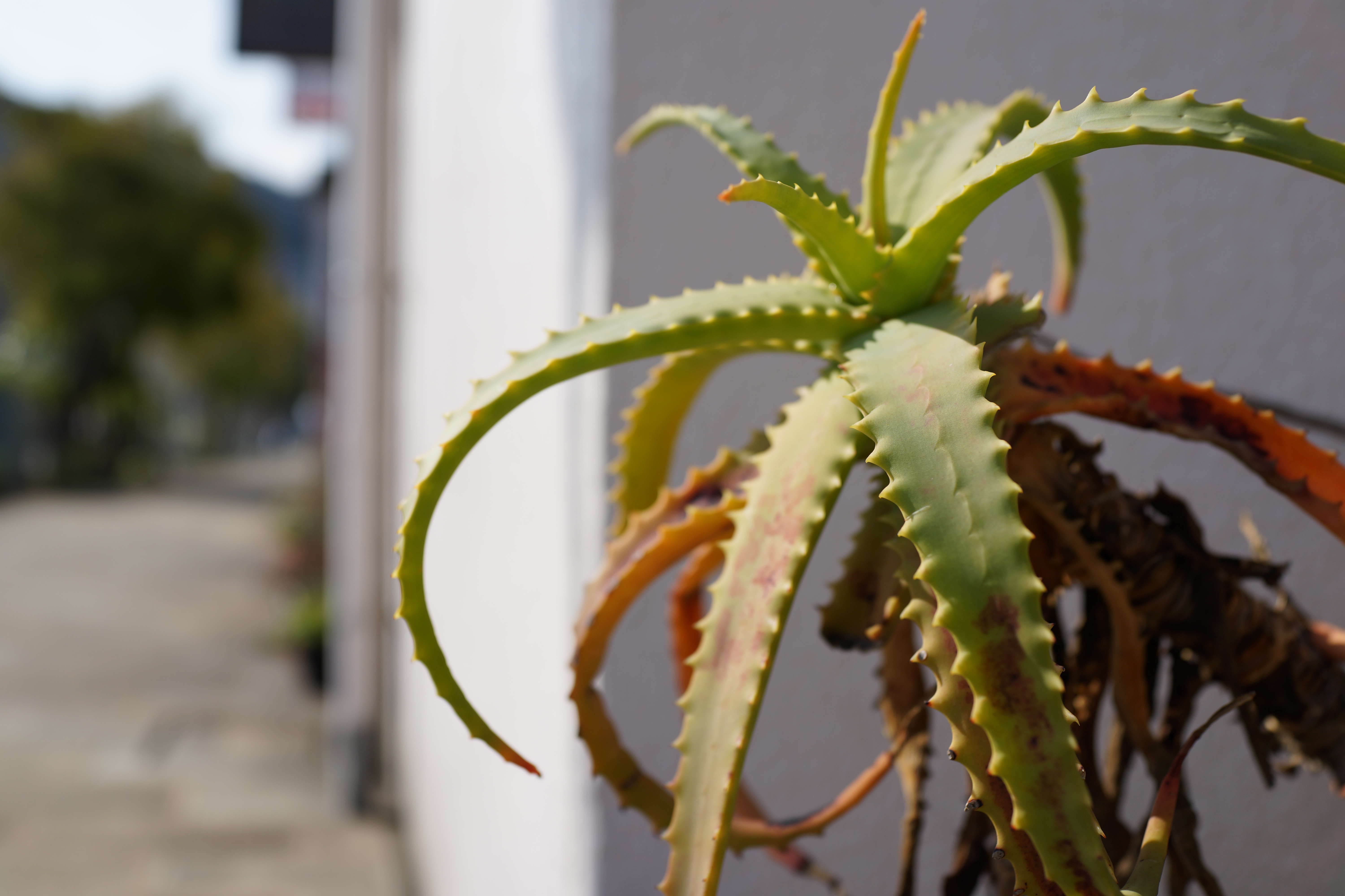 DSC-RX1 / 約3.4MB / 6,000×4,000 / 1/1,000秒 / F4 / +0.3EV / ISO100 / 絞り優先AE / WB：オート / 35mm