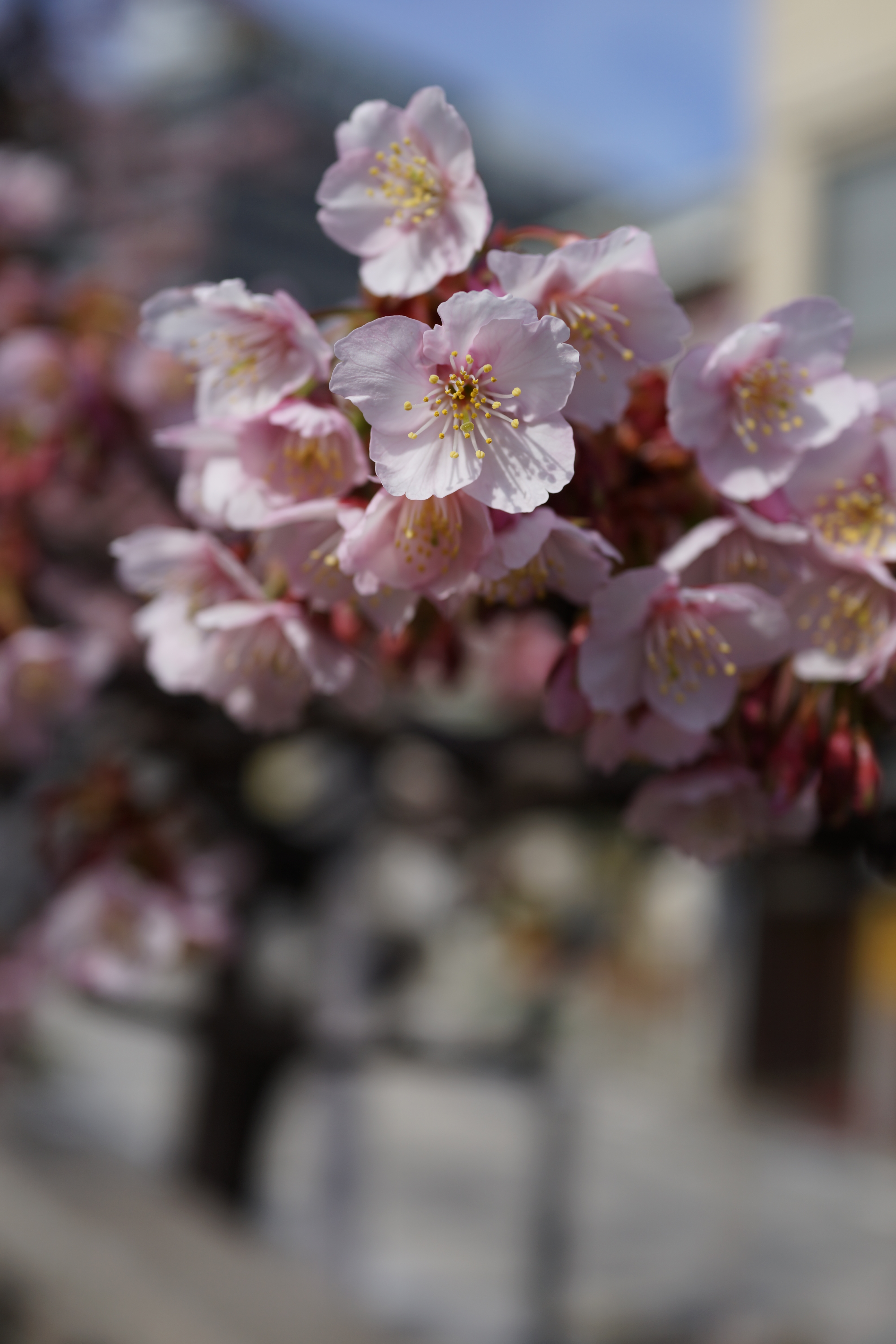 DSC-RX1 / 約3.4MB / 4,000×6,000 / 1/1,000秒 / F4 / +0.3EV / ISO100 / 絞り優先AE / WB：オート / 35mm