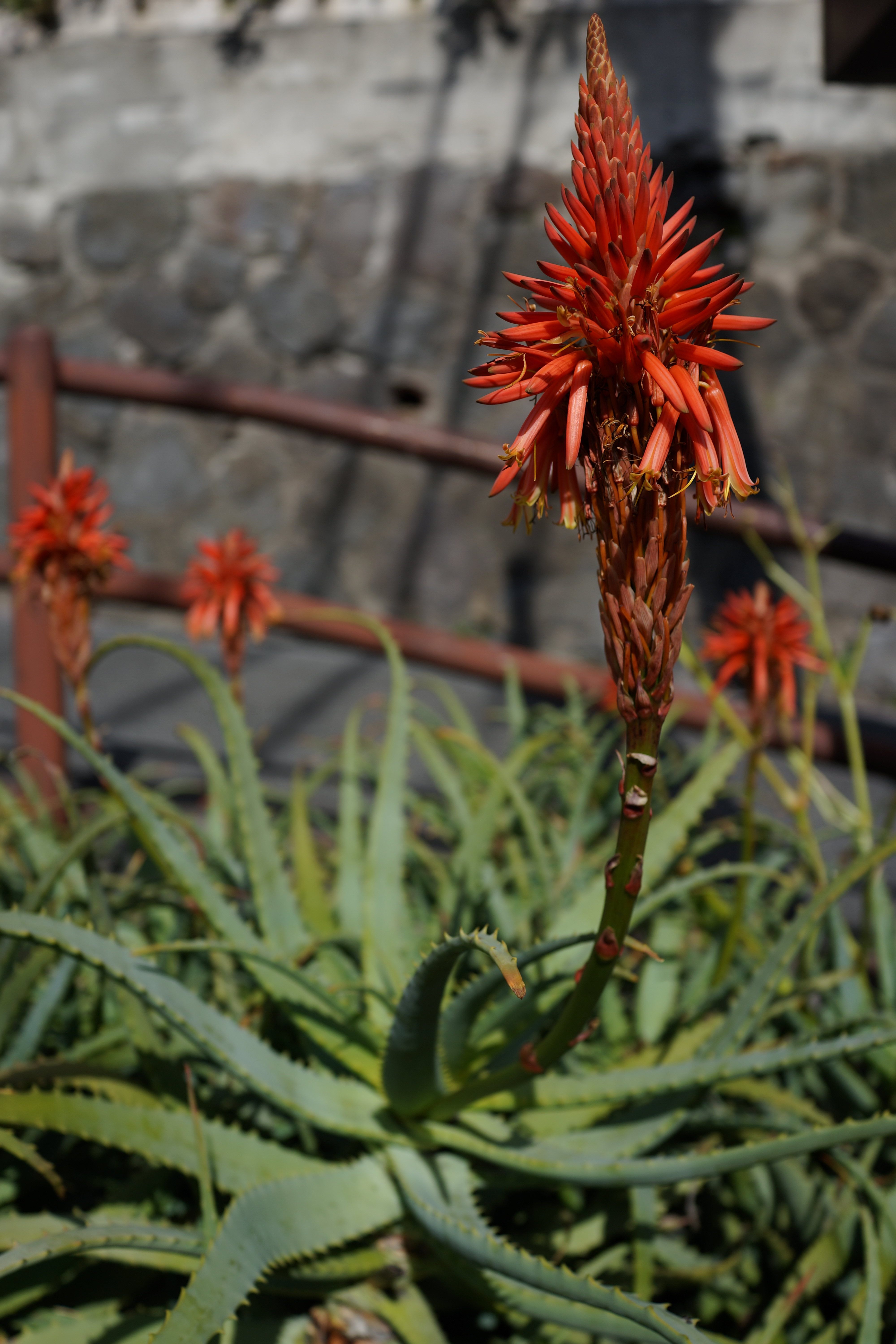 DSC-RX1 / 約4.3MB / 4,000×6,000 / 1/1,600秒 / F4 / -0.3EV / ISO100 / 絞り優先AE / WB：オート / 35mm