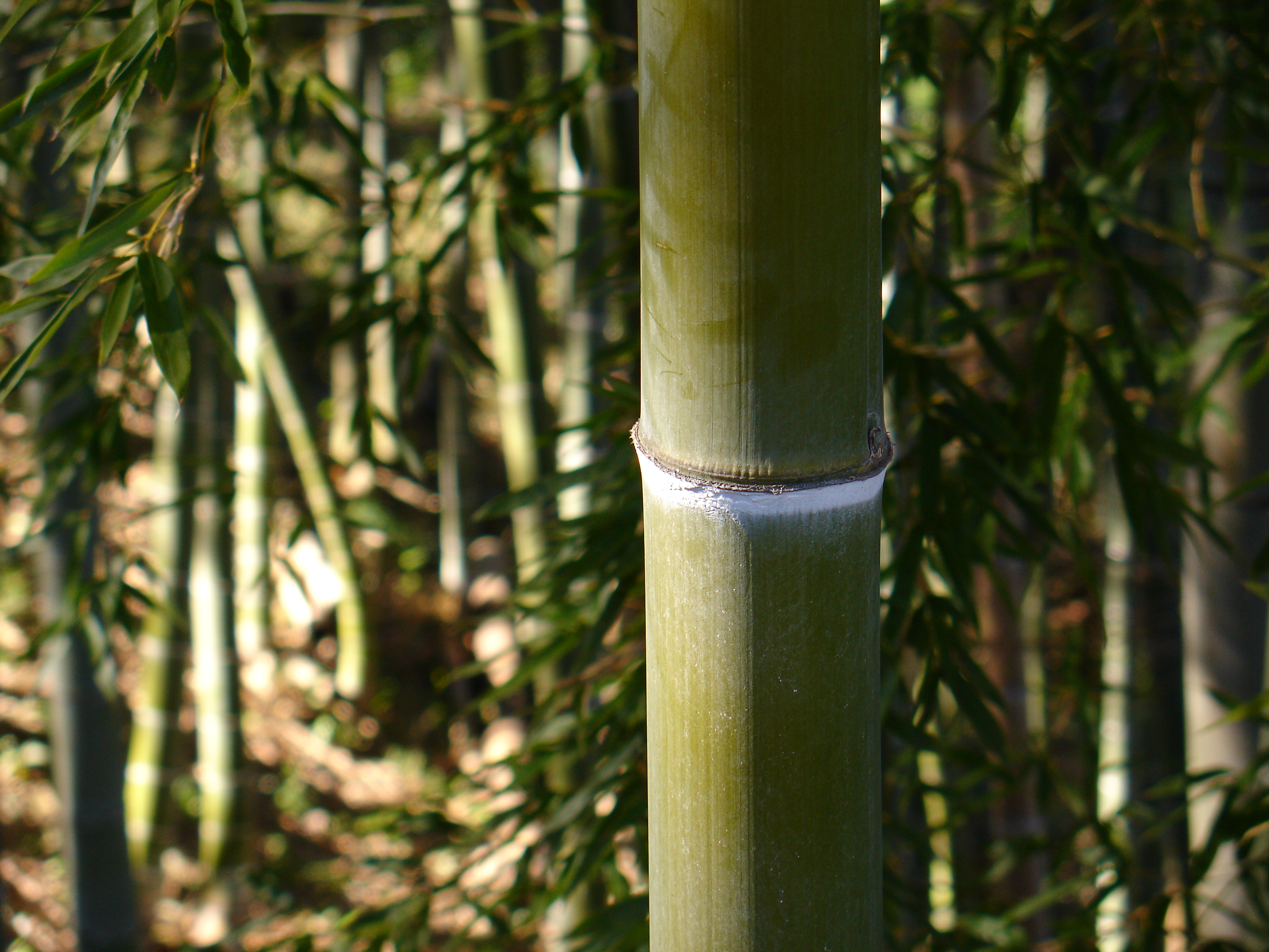 DSC-V3 / 約2.4MB / 3,072×2,304 / 1/125 / F4 / 0EV / ISO100 / 絞り優先AE / WB：太陽光 / 28mm