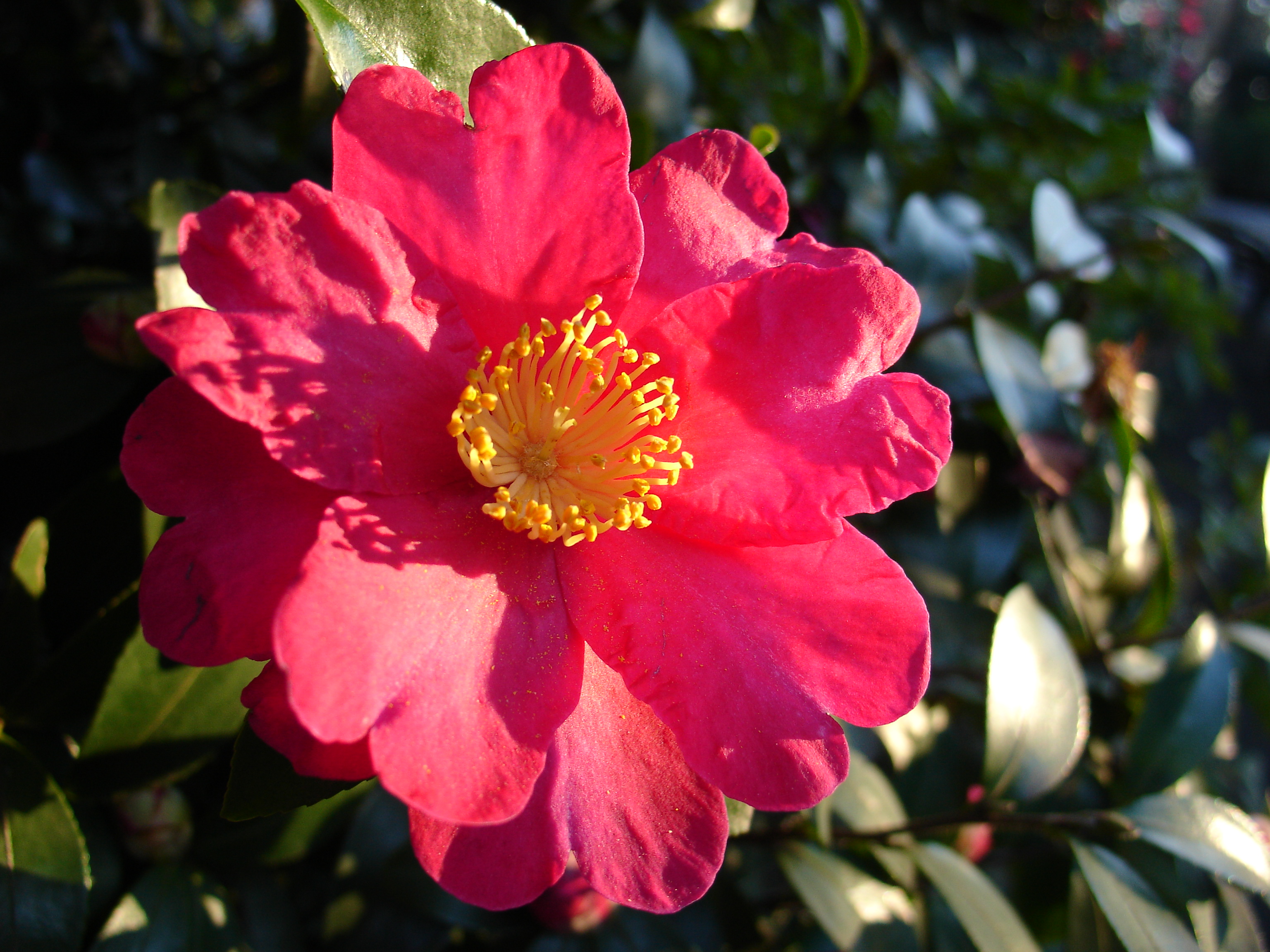 DSC-V3 / 約2.4MB / 3,072×2,304 / 1/100 / F2.8 / -0.3EV / ISO100 / 絞り優先AE / WB：オート / 7mm