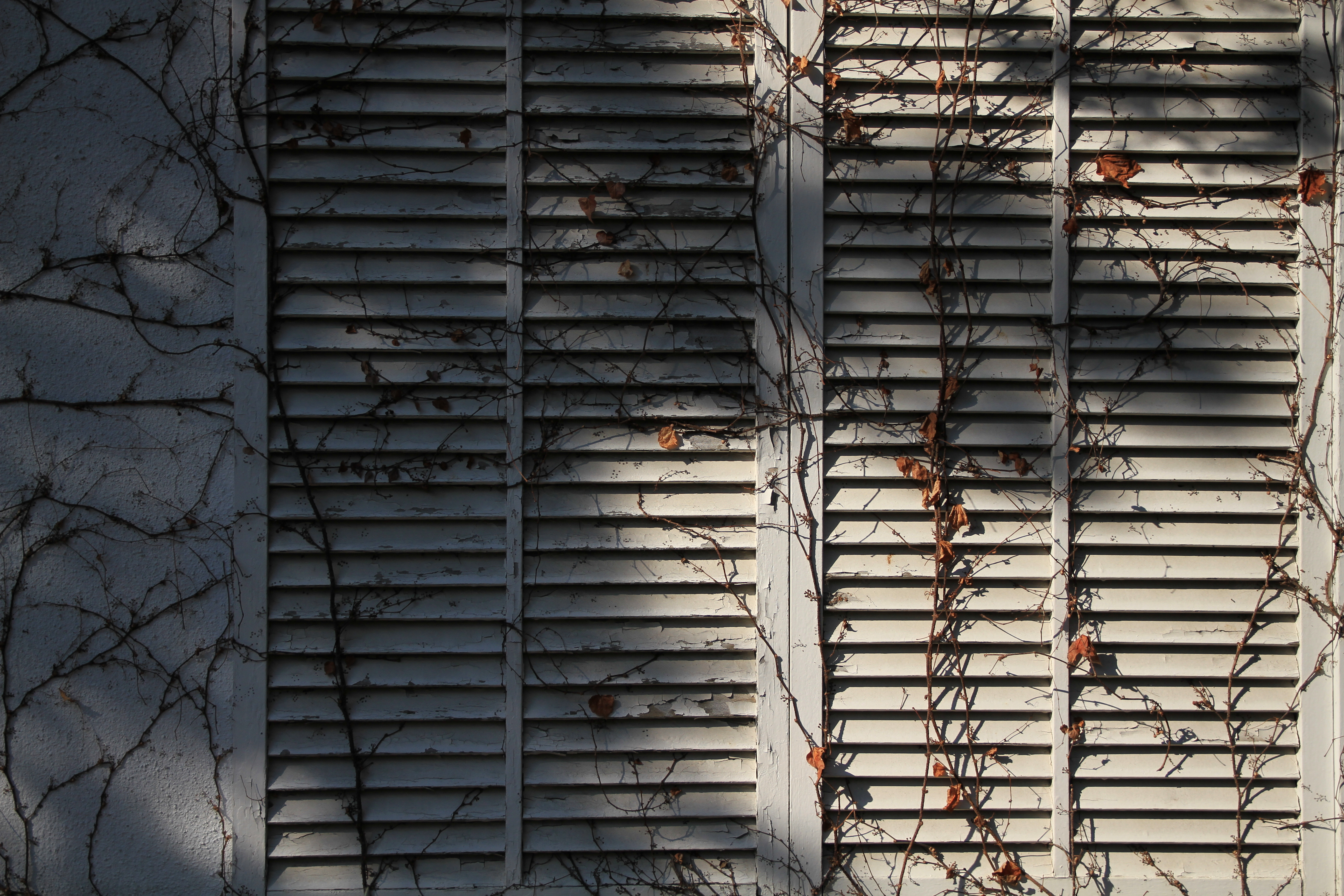 EOS 7D / 17-70mm F2.8-4 DC MACRO OS HSM / 約7.2MB / 5,184×3,456 / 1/2,500秒 / F3.5 / -0.3EV / ISO100 / 絞り優先AE / WB：オート / 34mm