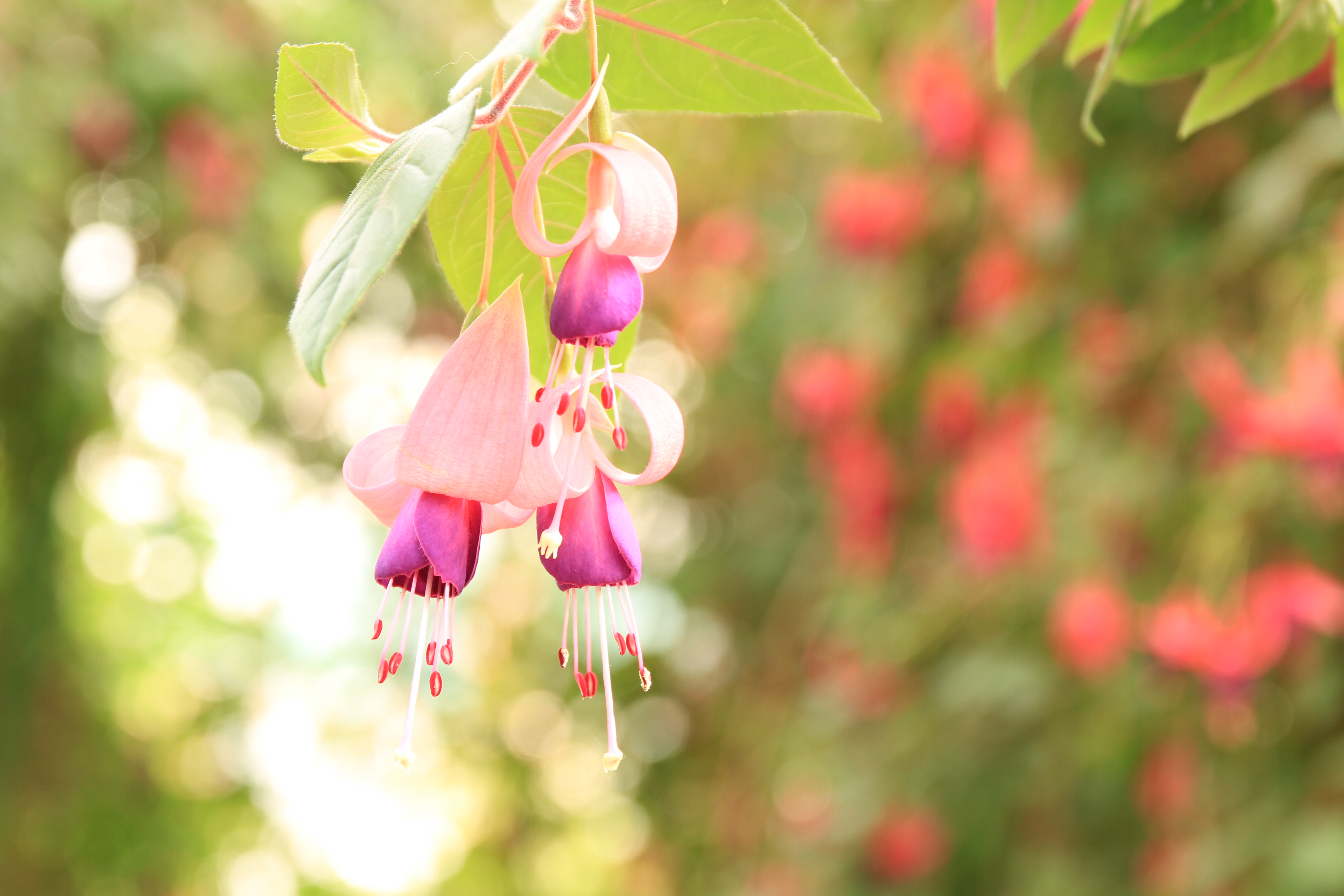 EOS 7D / 17-70mm F2.8-4 DC MACRO OS HSM / 約4.3MB / 5,184×3,456 / 1/8秒 / F5.6 / +1.7EV / ISO100 / 絞り優先AE / WB：太陽光 / 70mm