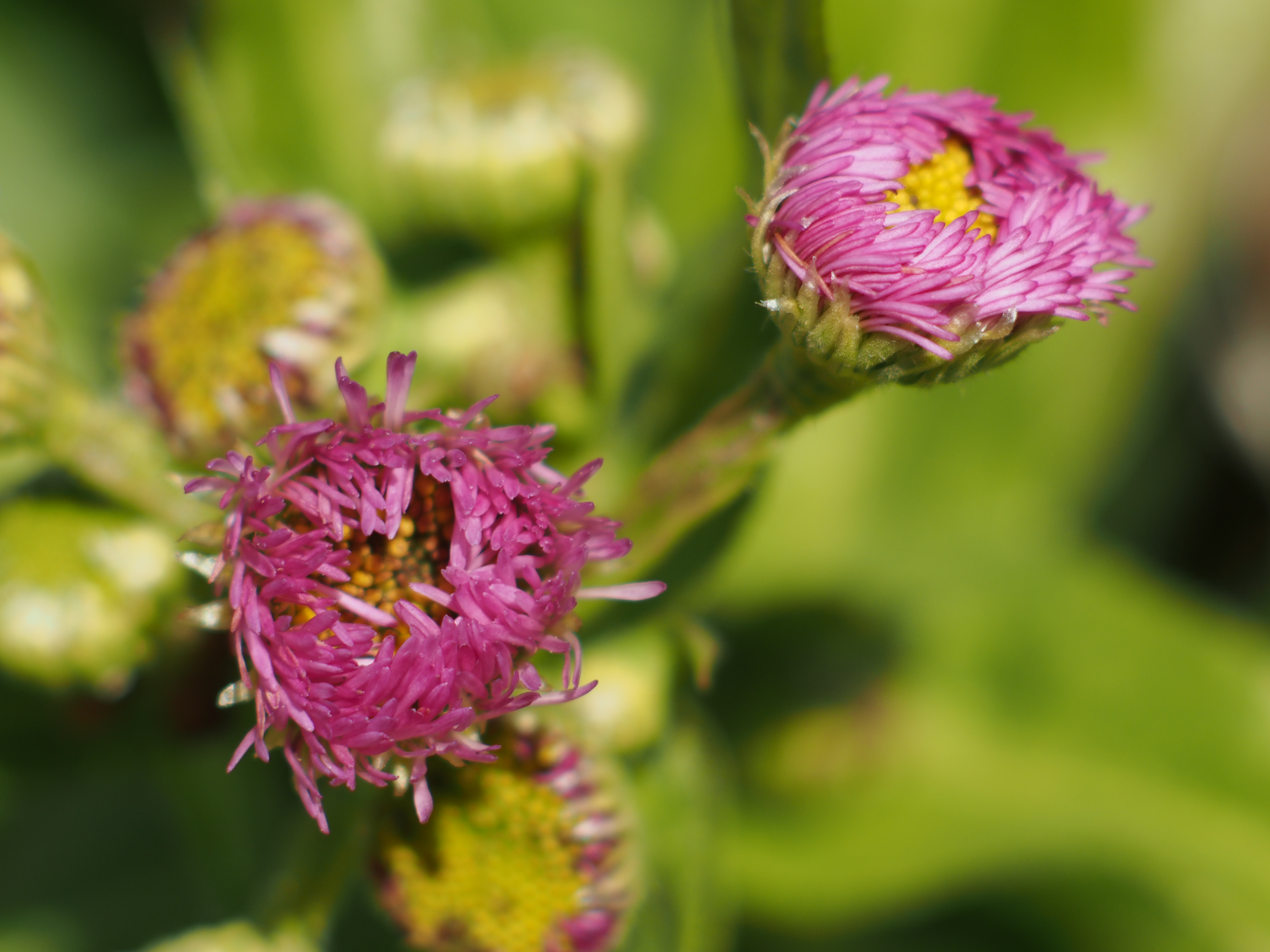 田んぼのあぜ道に割いていたハルジオン。十分に開ききっていないので普通とはイメージが異なり、何の花だろうと思ってしまった。E-M5 / Vivitar 135mm F2.8 Close Focusing / 約7.1MB / 4,608×3,456 / 1/500秒 / F4 / 0EV / ISO200 / 絞り優先AE / WB：5,300K / 135mm / 撮影倍率1/2