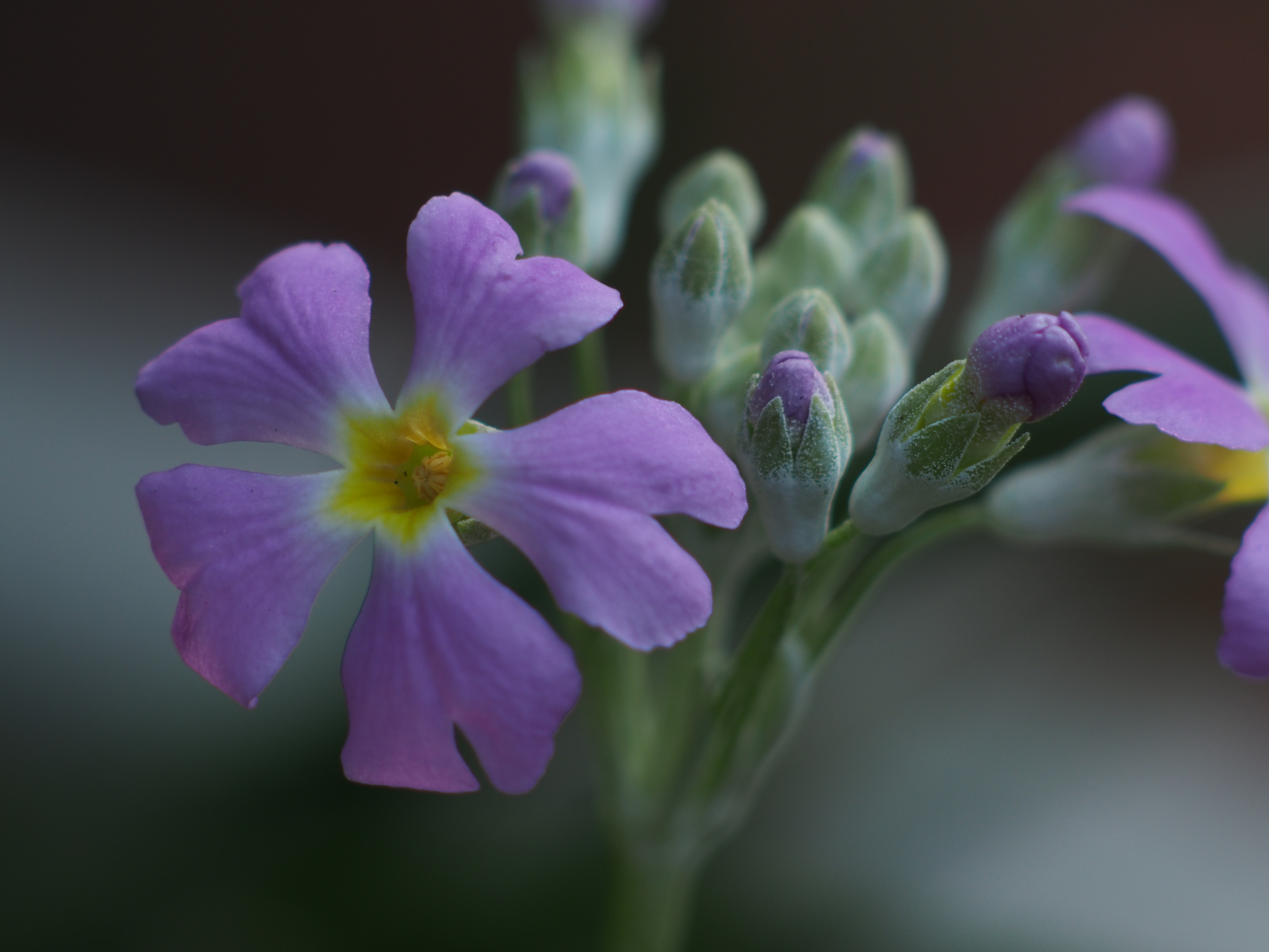 住宅地内のプランターに植えられていたサクラソウ。日影で暗めの条件の撮影だが、何とかISO200でブレずに撮影できた。E-M5 / Vivitar 135mm F2.8 Close Focusing / 約6.1MB / 4,608×3,456 / 1/90秒 / F4 / 0EV / ISO200 / Manual / WB：5,300K / 135mm / 撮影倍率1/2
