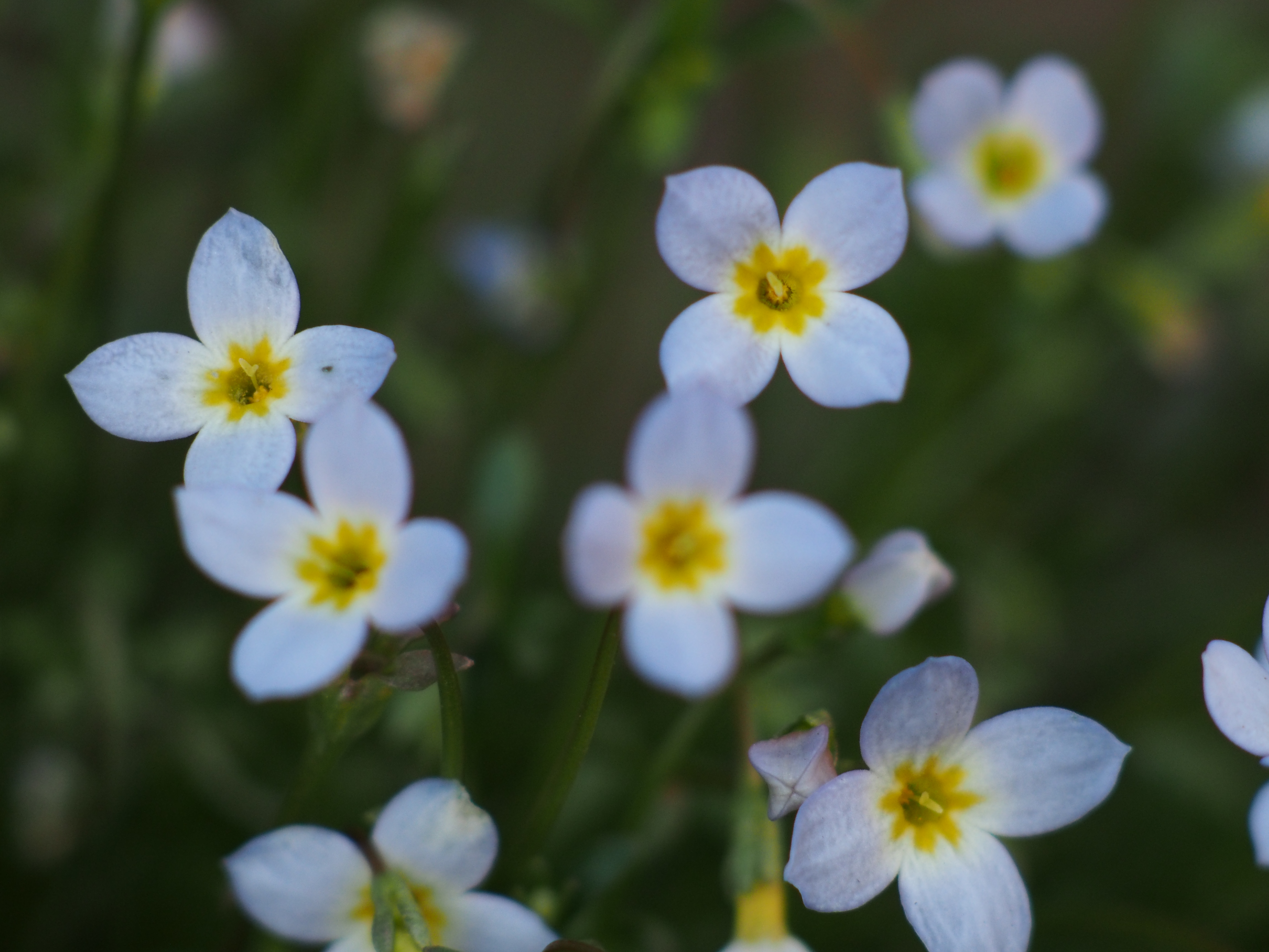 同じく、街中のプランターに植えられていたヒナソウ。花が微風で揺れてしまうので、やむを得ずISO800で撮影。しかし思った以上に画質の低下は少なく、驚いてしまった。E-M5 / Vivitar 135mm F2.8 Close Focusing / 約6.7MB / 4,608×3,456 / 1/250秒 / F4 / 0EV / ISO800 / Manual / WB：5,300K / 135mm / 撮影倍率1/2