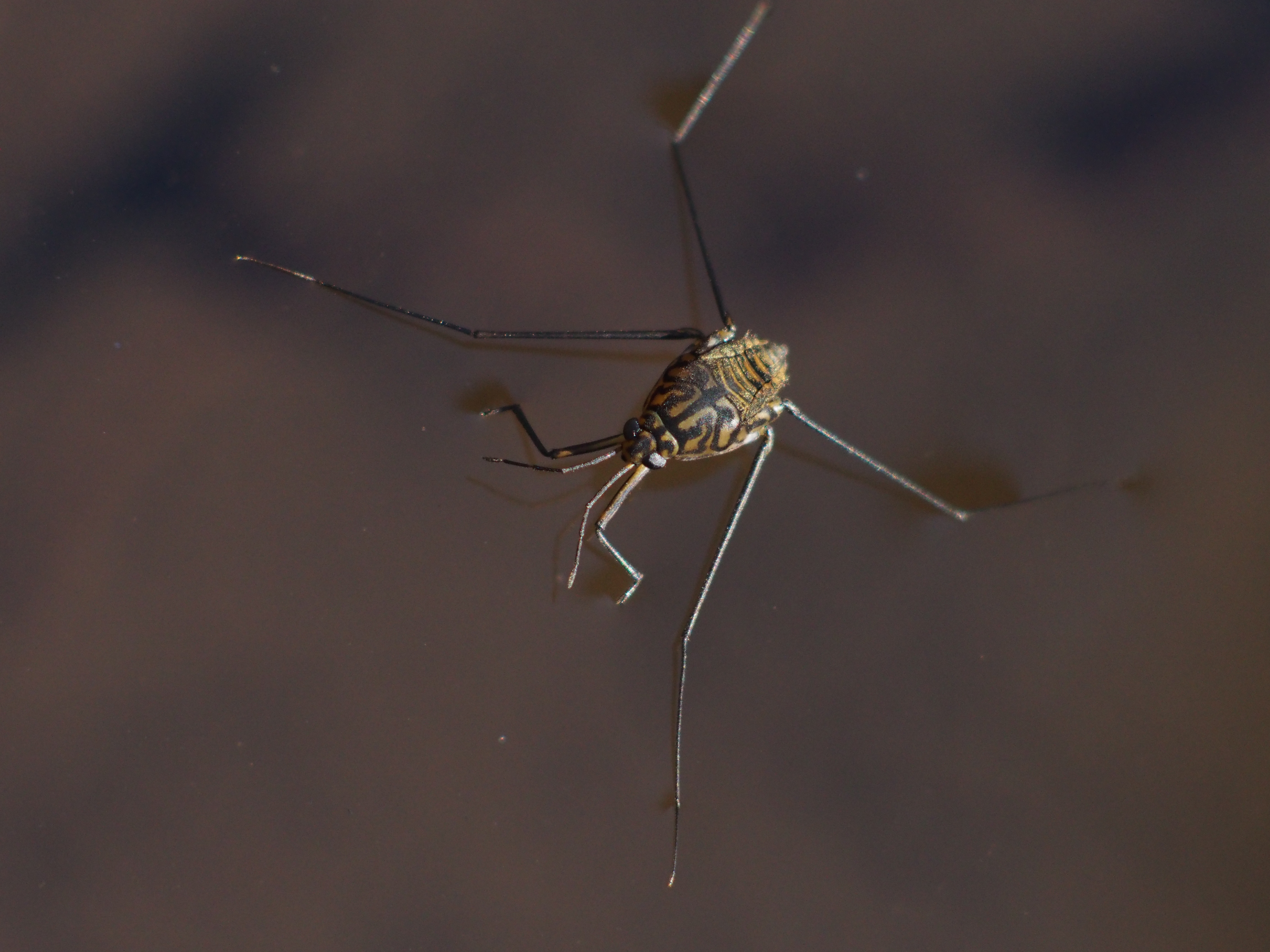 近所の里山に行ってみたら、田んぼの用水路でシマアメンボが泳いでいた。夏の時期より動きが大人しいが、レンズを近づけて撮ろうとするとけっこう俊敏で、撮影が難しい。感度は思い切ってISO1600まであげているが、けっこう見られる画質だと思う。E-M5 / Vivitar 135mm F2.8 Close Focusing / 約7.5MB / 4,608×3,456 / 1/1000秒 / F11 / 0EV / ISO1600 / Manual / WB：5,300K / 135mm / 撮影倍率1/2