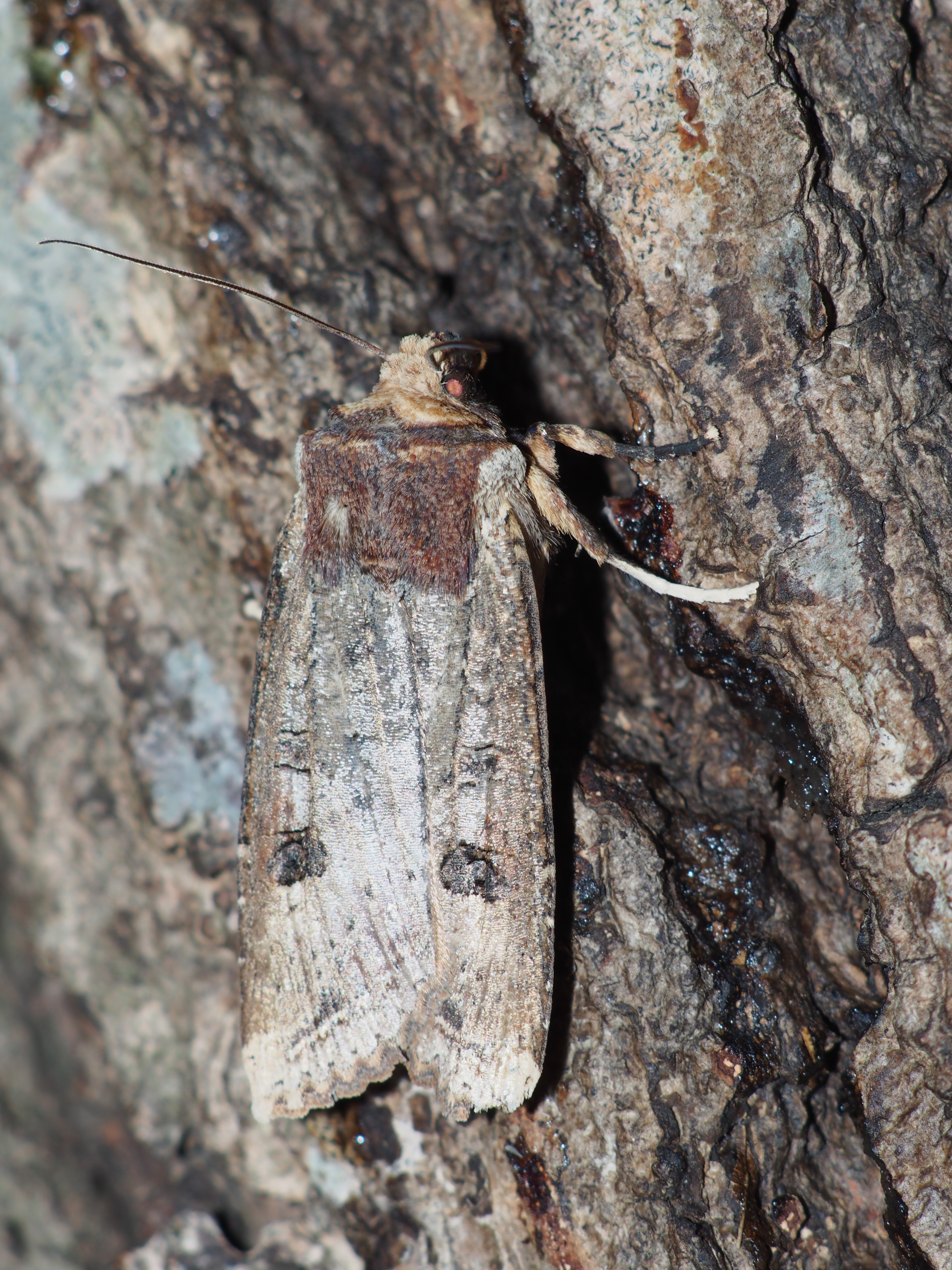 同じキバラモクメキリガだが、倍率を落として全体を撮影してみた。冬に活動するガは体液が不凍液のように凍らないと言われている。E-M5 / Vivitar 135mm F2.8 Close Focusing / 約8MB / 3,456×4,608 / 1/200秒 / F2.8 / 0EV / ISO200 / Manual / WB：オート / 135mm / 撮影倍率1/3