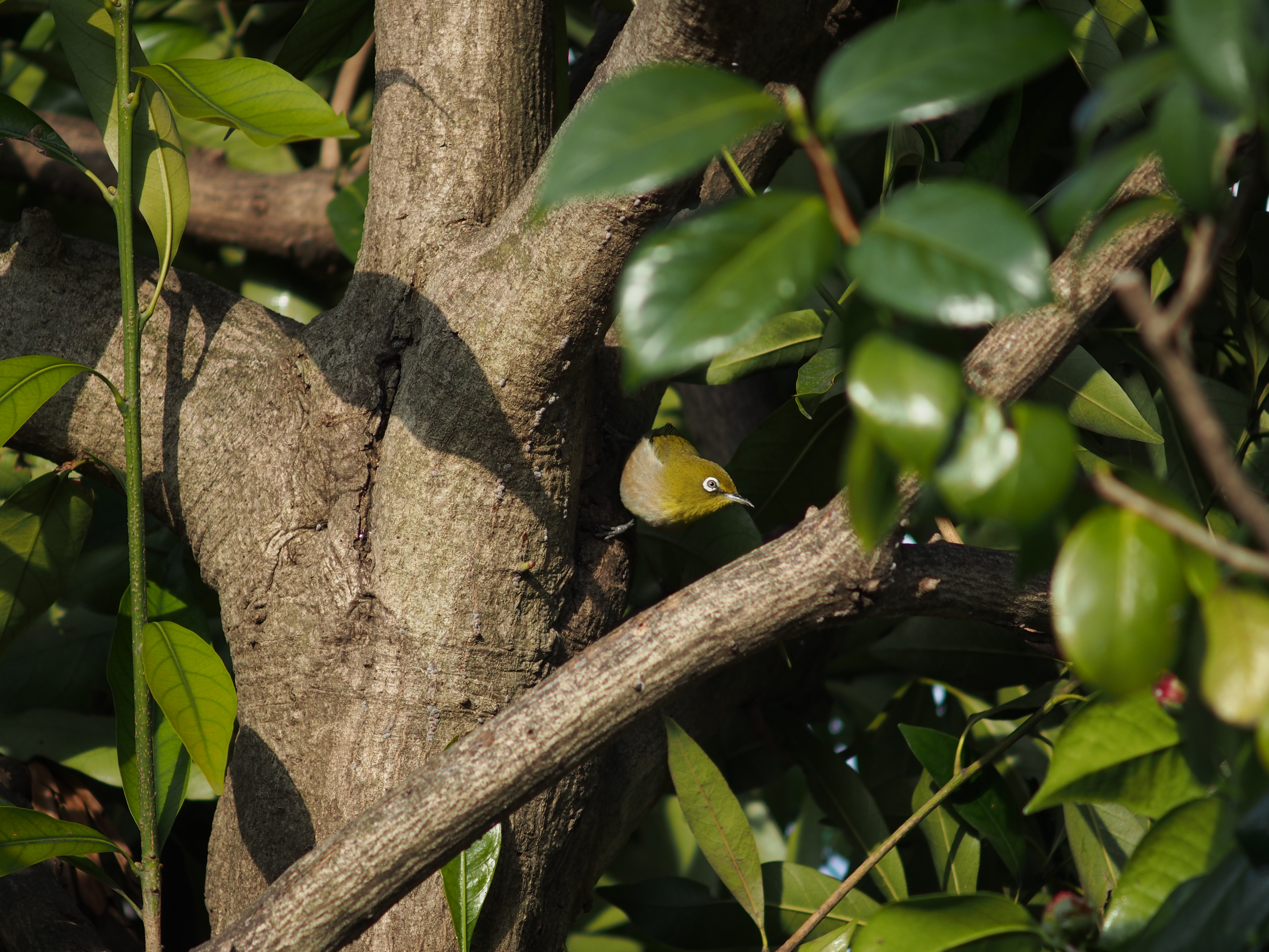 スズメとは違う鳥の声がするな、と思ったら目の前にメジロがいた。小さな野鳥を270mm相当の望遠レンズで撮影するのはなかなか難しいが、拡大機能のお陰もあってピントはシャープだ。E-M5 / Vivitar 135mm F2.8 Close Focusing / 約7MB / 4,608×3,456 / 1/500秒 / F4 / -0.7EV / ISO200 / 絞り優先AE / WB：5,300K / 135mm