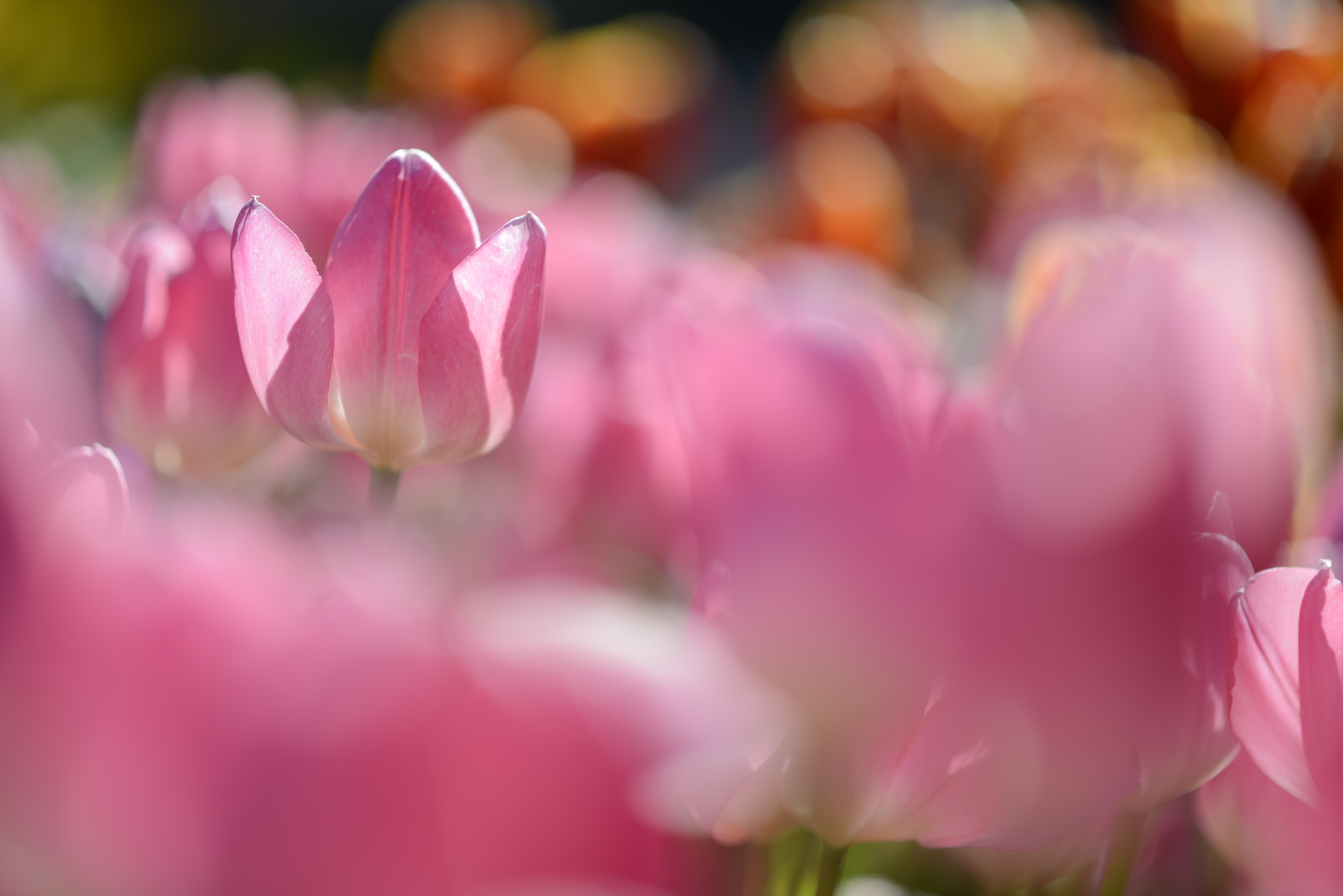 D800 / AF-S NIKKOR 85mm F1.8 G / 約11MB / 7,360×4,912 / 1/2,500秒 / F1.8 / +1EV / ISO100 / 絞り優先AE / WB：オート / 85mm