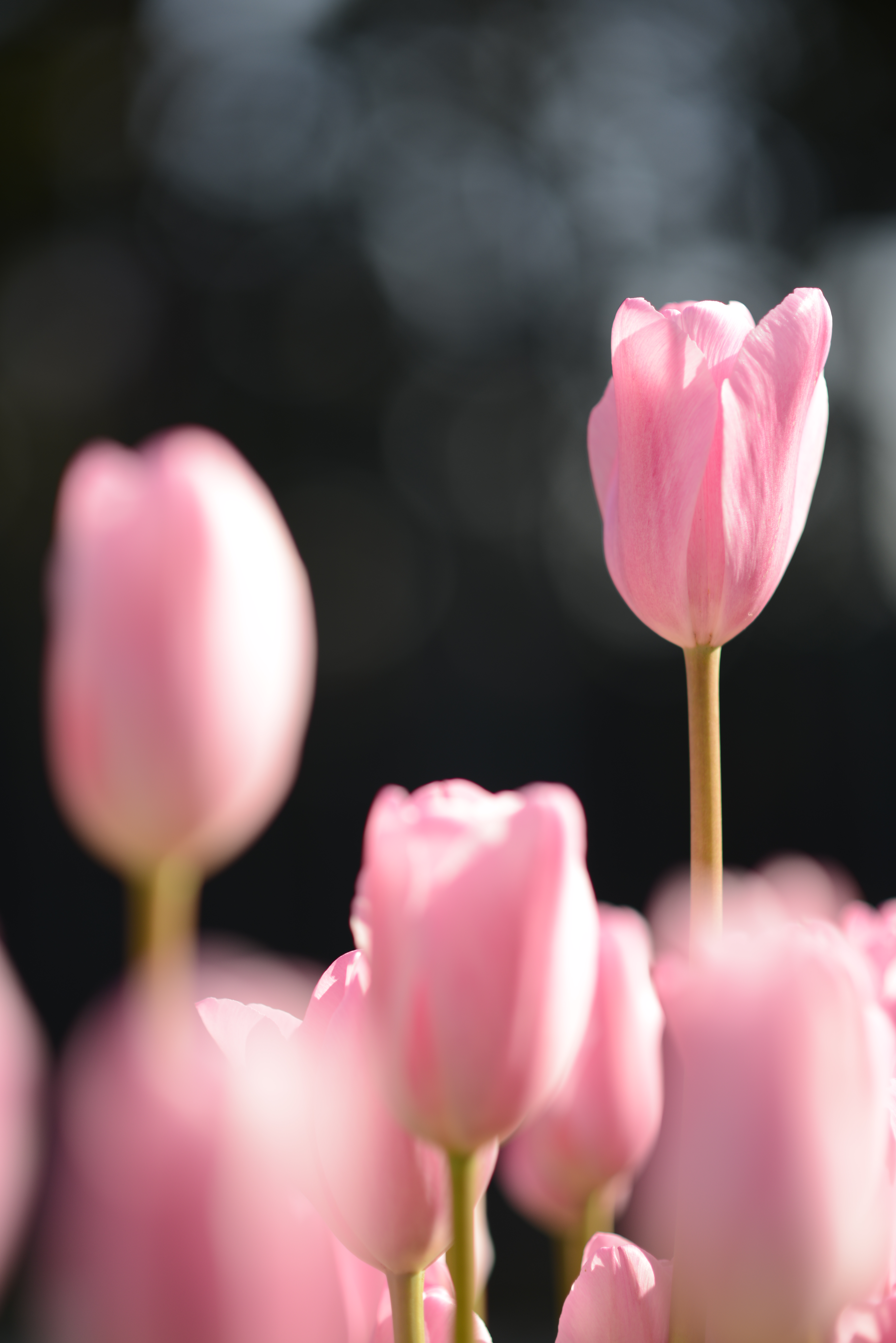 D800 / AF-S NIKKOR 85mm F1.8 G / 約9.6MB / 4,912×7,360 / 1/1,600秒 / F1.8 / +0.3EV / ISO100 / 絞り優先AE / WB：オート / 85mm