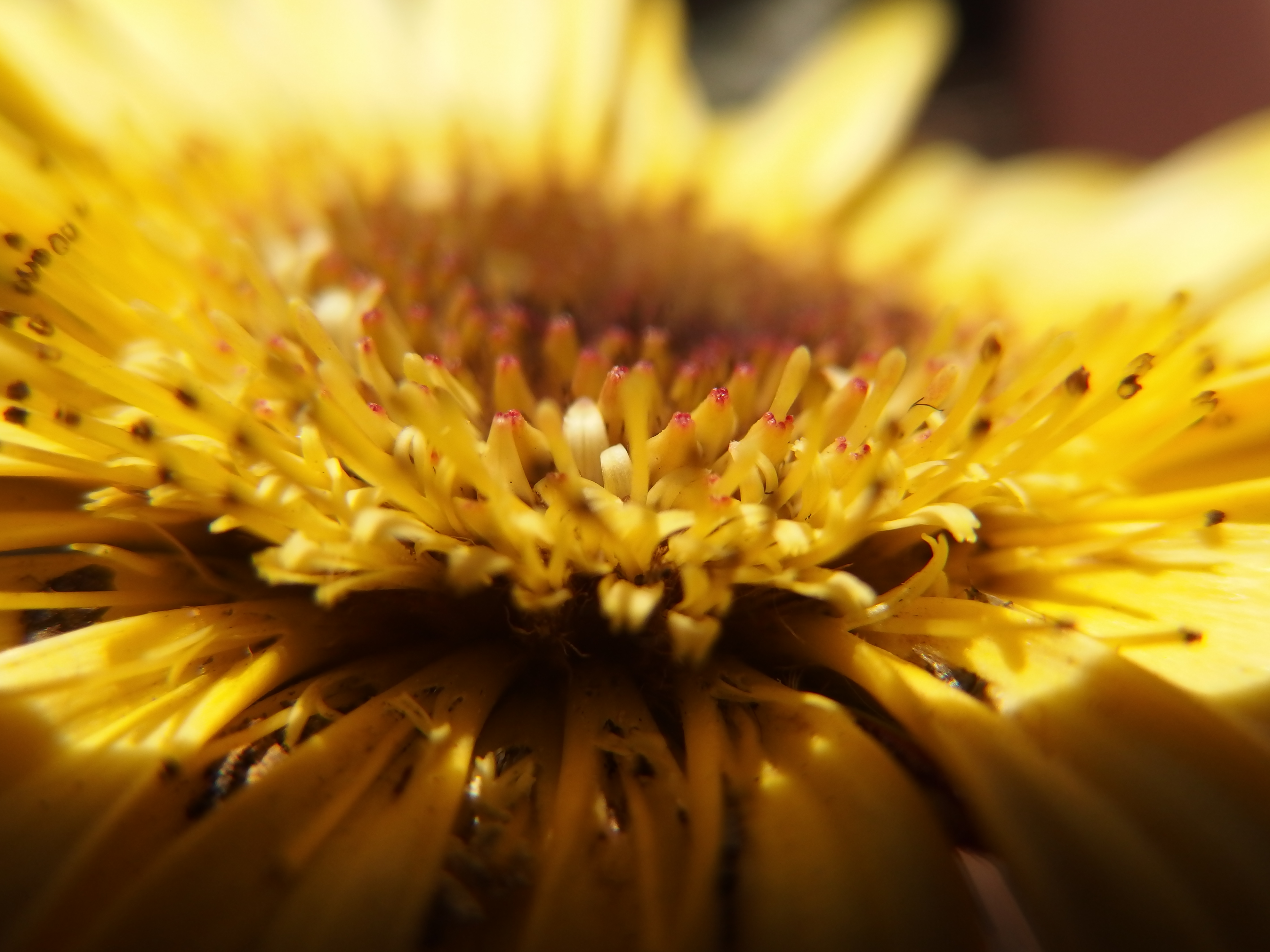 スーパーマクロモードではレンズ端から1cmまで寄ることができる。ただし焦点距離は35mm判換算で26mm相当に固定。