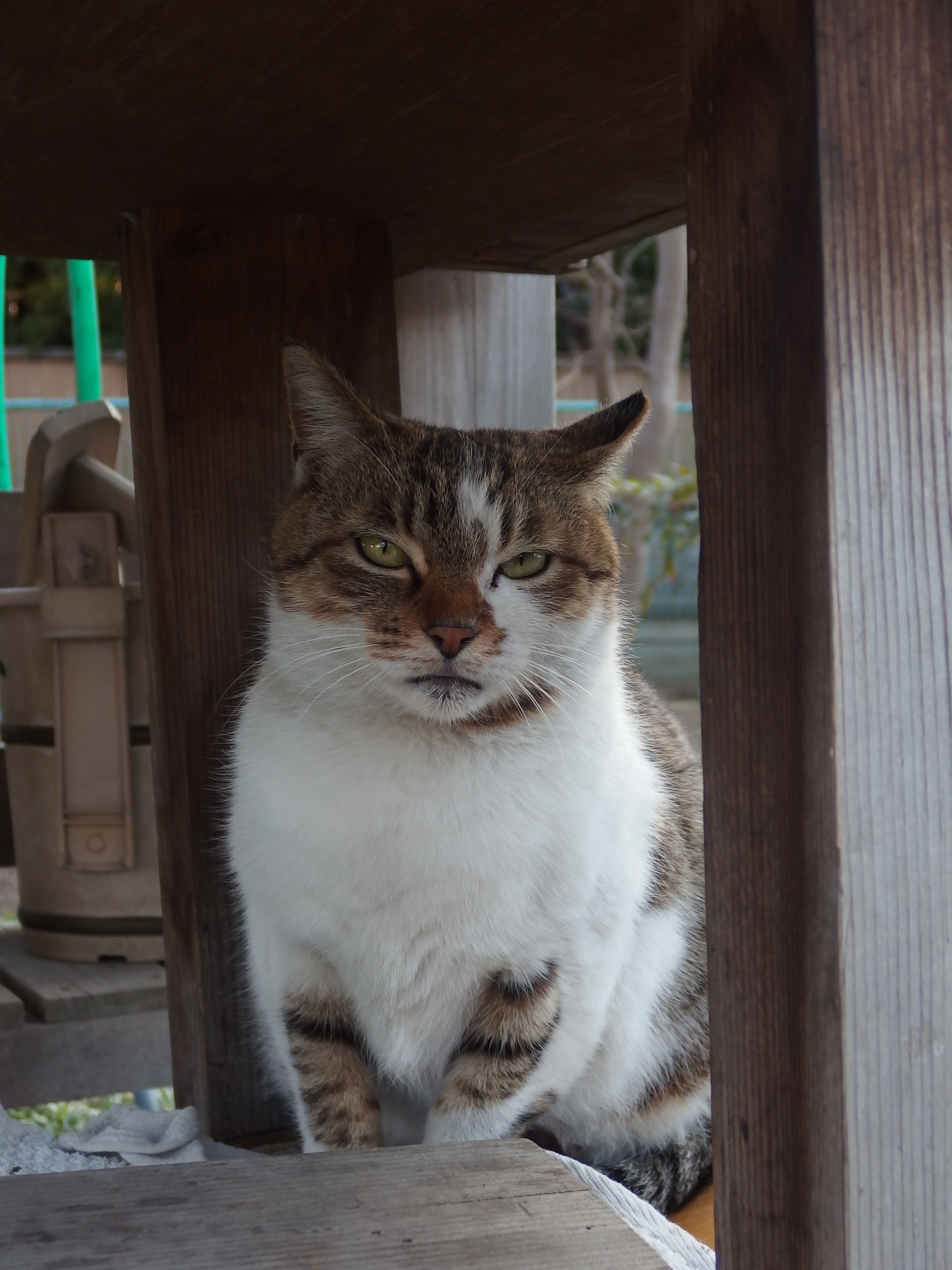 XZ-10 / 約3.6MB / 2,976×3,968 / 1/125秒 / F2.8 / 0EV / ISO100 / 9.2mm