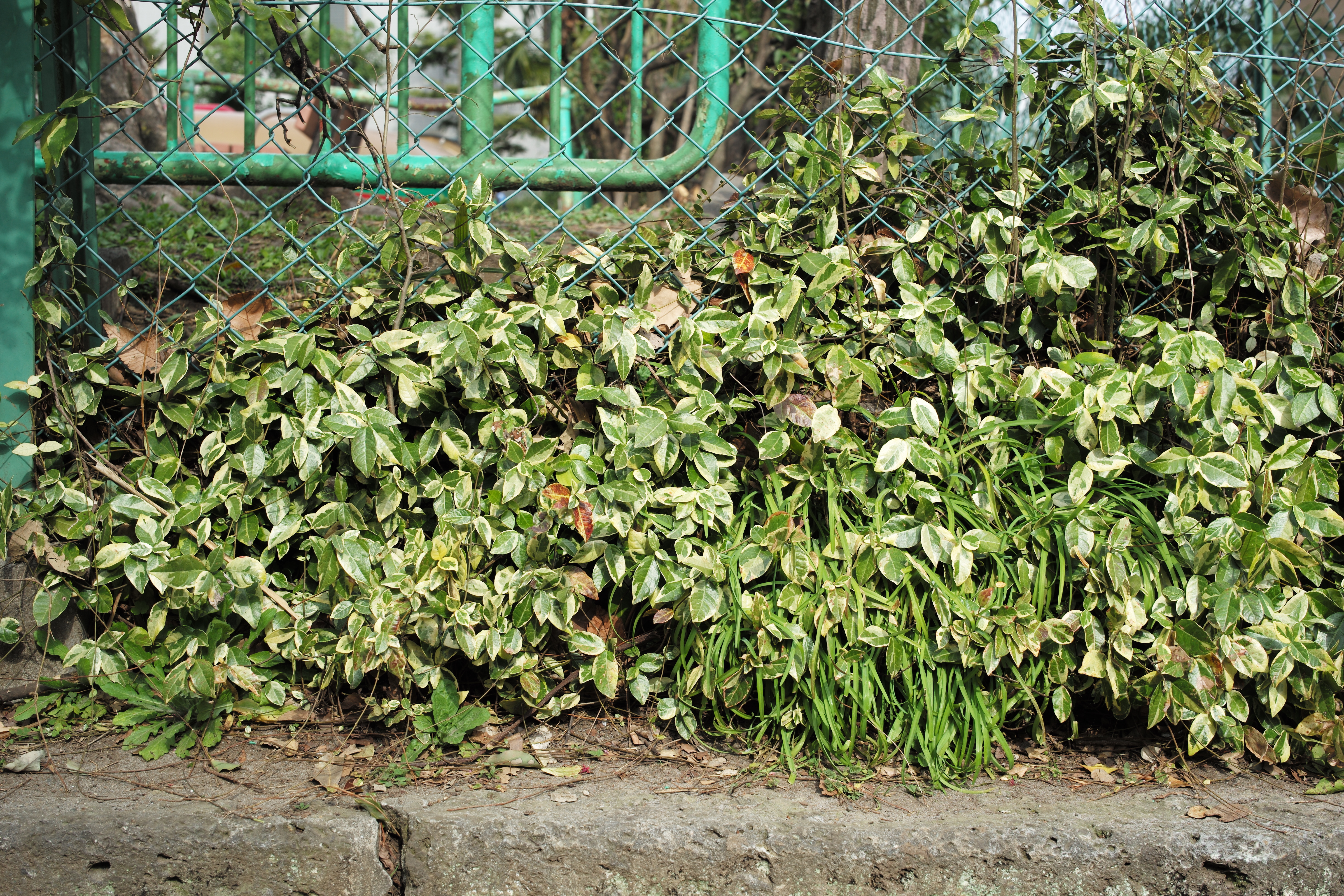 LEICA M (Typ 240) / SUMMILUX-M f1.4/50mm ASPH. / 約15.4MB / 5,952×3,968 / 1/180秒 / F8 / ISO200 / 50mm